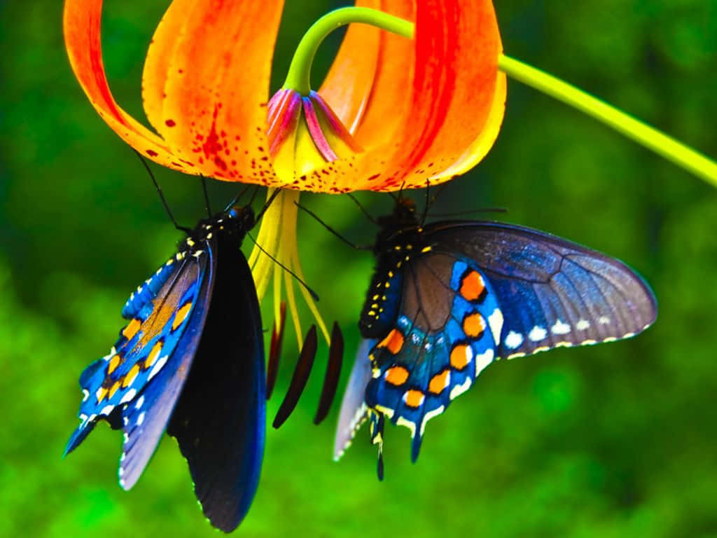 Butterfly Photography 桌布 壁紙 — 兩隻帶有橙色斑點的鮮豔藍色蝴蝶，輕盈地棲息在鮮橙色虎百合上，背景是茂密的綠色。