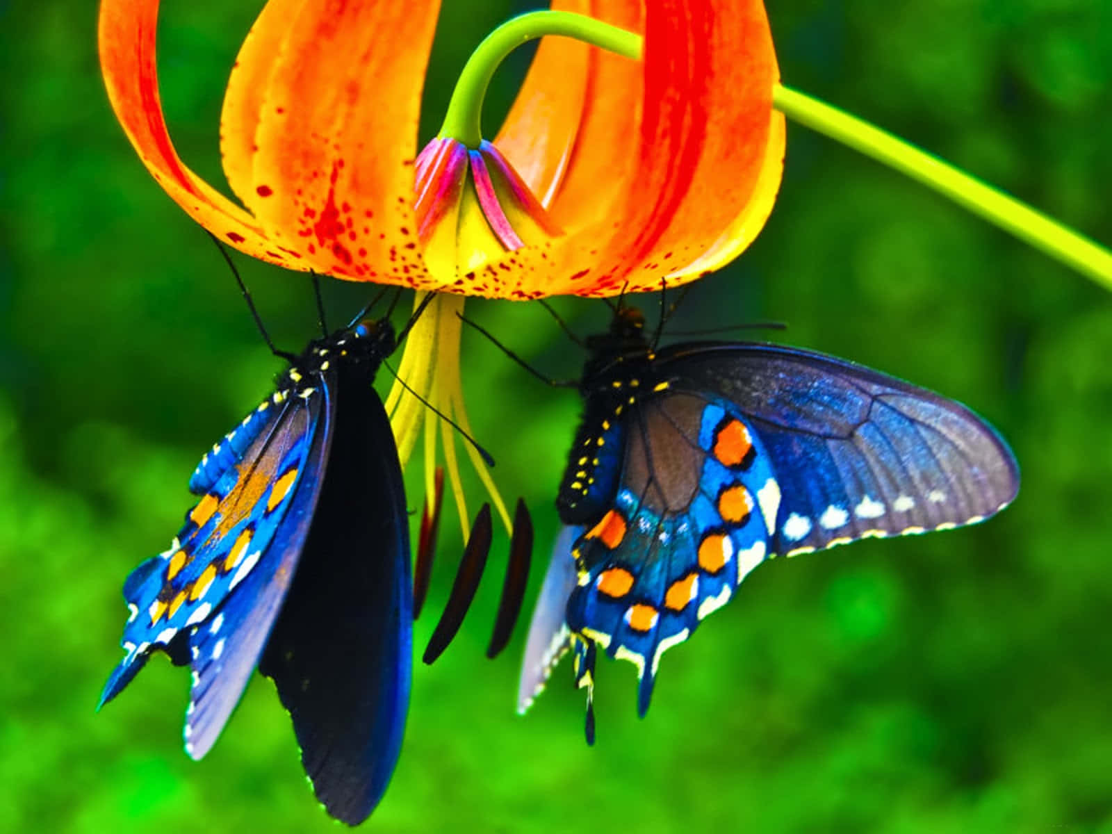 Butterfly Species 桌布 壁紙 — 兩隻帶有橙色斑點的鮮豔藍色蝴蝶，在茂盛的綠色背景下，輕盈地停在一朵明亮的橙色虎百合上。
