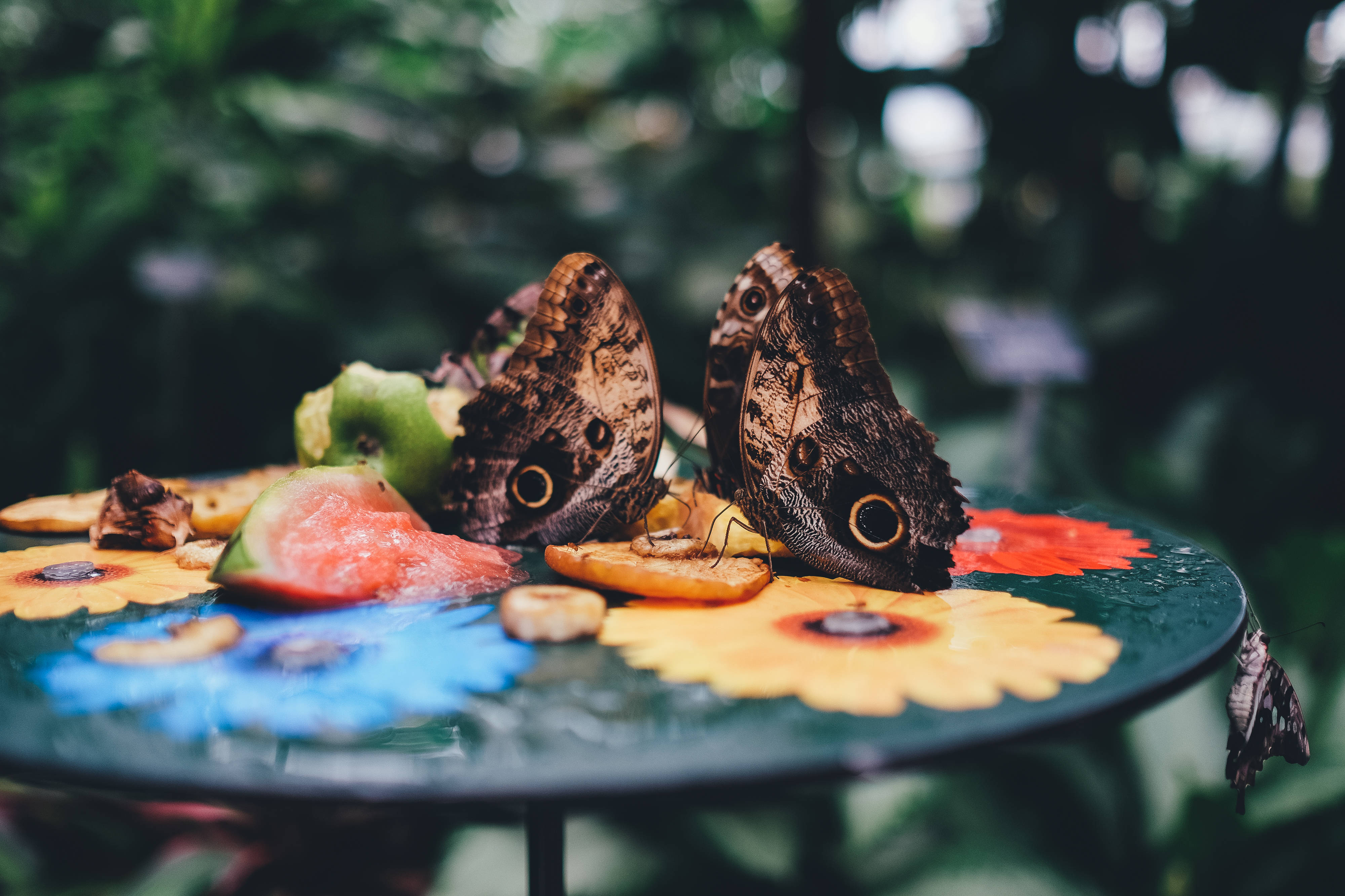 Butterflies 桌布 壁紙 — 兩隻帶有眼斑的大棕色蝴蝶在色彩繽紛的花卉托盤上從水果片中吸取花蜜，周圍是茂盛的花園。