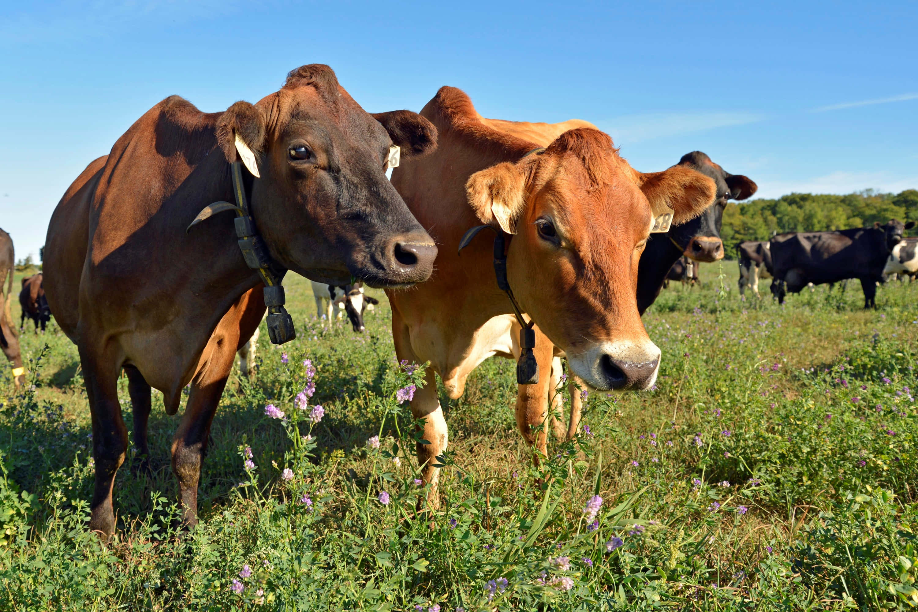 farm animals 桌布 壁紙 — 兩隻帶有耳標的棕色好奇牛在陽光明媚、點綴著紫色野花的草地上直視鏡頭。