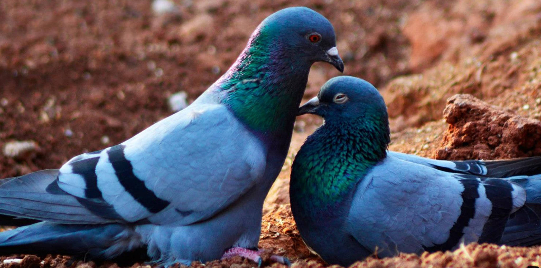 birds 桌布 壁紙 — 兩隻帶有虹彩綠色頸部的鴿子緊密地棲息在紅褐色泥土上，羽毛捕捉著柔和光線。