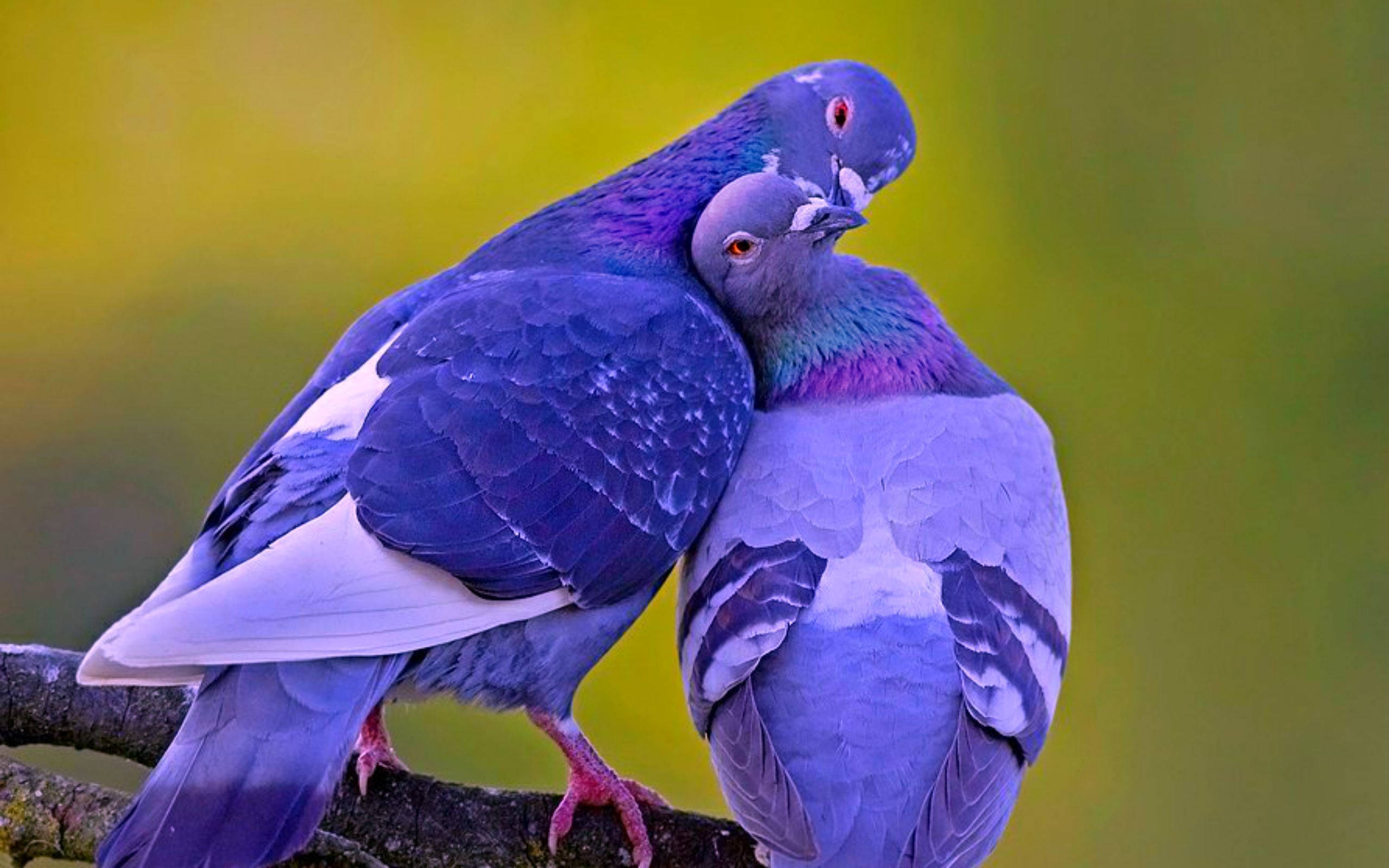 birds 桌布 壁紙 — 兩隻帶有虹彩藍色和紫色羽毛的鴿子在長滿苔蘚的樹枝上親暱地依偎，背景是柔和的黃綠色。