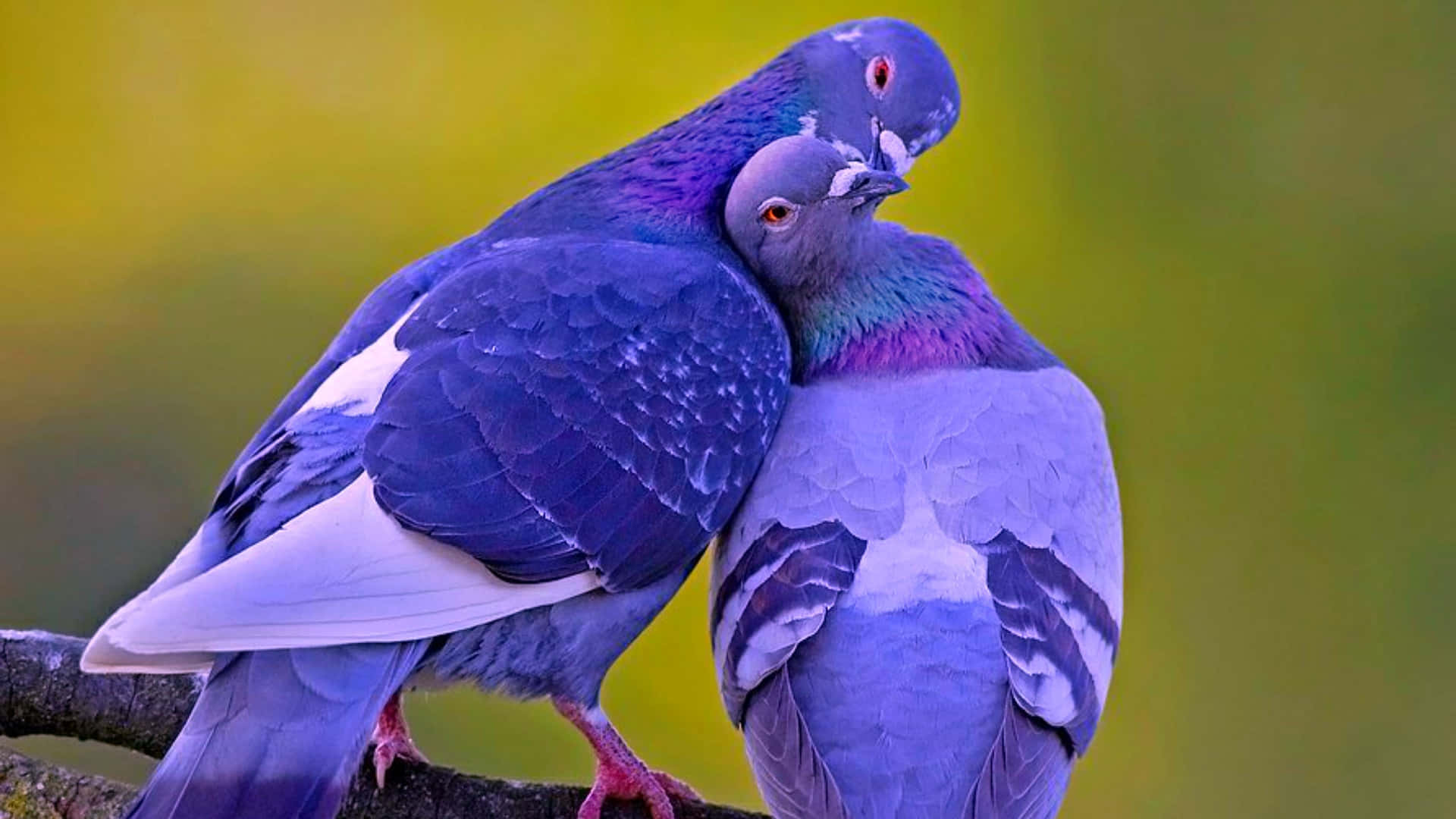 birds 桌布 壁紙 — 兩隻帶有虹彩藍色和紫色羽毛的鴿子在長滿苔蘚的樹枝上親暱地依偎，背景是柔和的黃綠色。