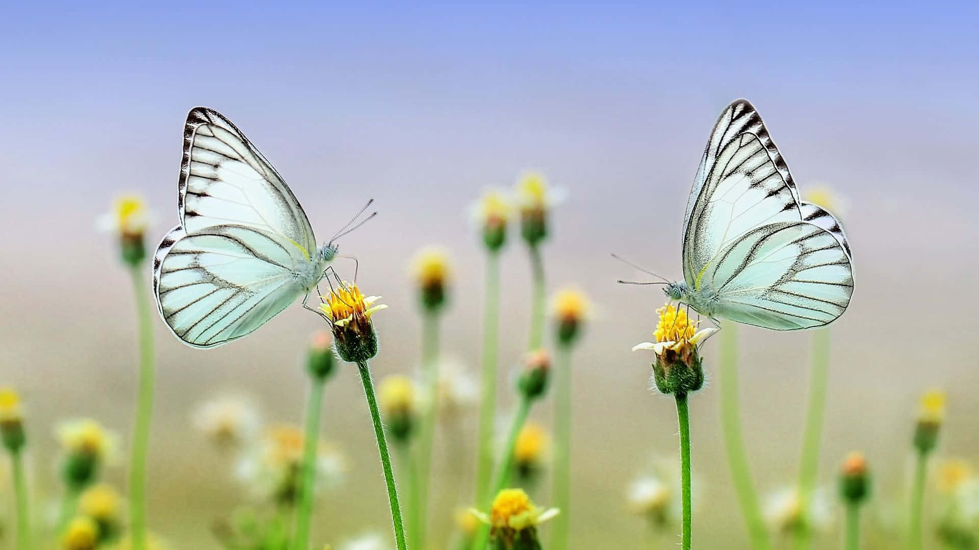 Spring Butterflies 桌布 壁紙 — 兩隻帶有黑色紋理的精緻白色蝴蝶棲息在鮮黃色的花朵上，背景是柔和的藍天。