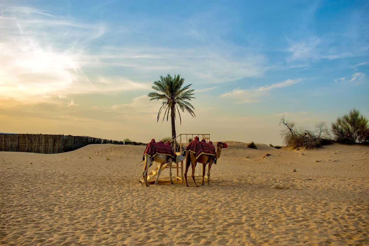 Uae 桌布 壁紙 — 兩隻帶紅色鞍的駱駝站在金色沙漠沙地上的一棵孤獨棕櫚樹旁，背景是日落時分明亮的藍天。