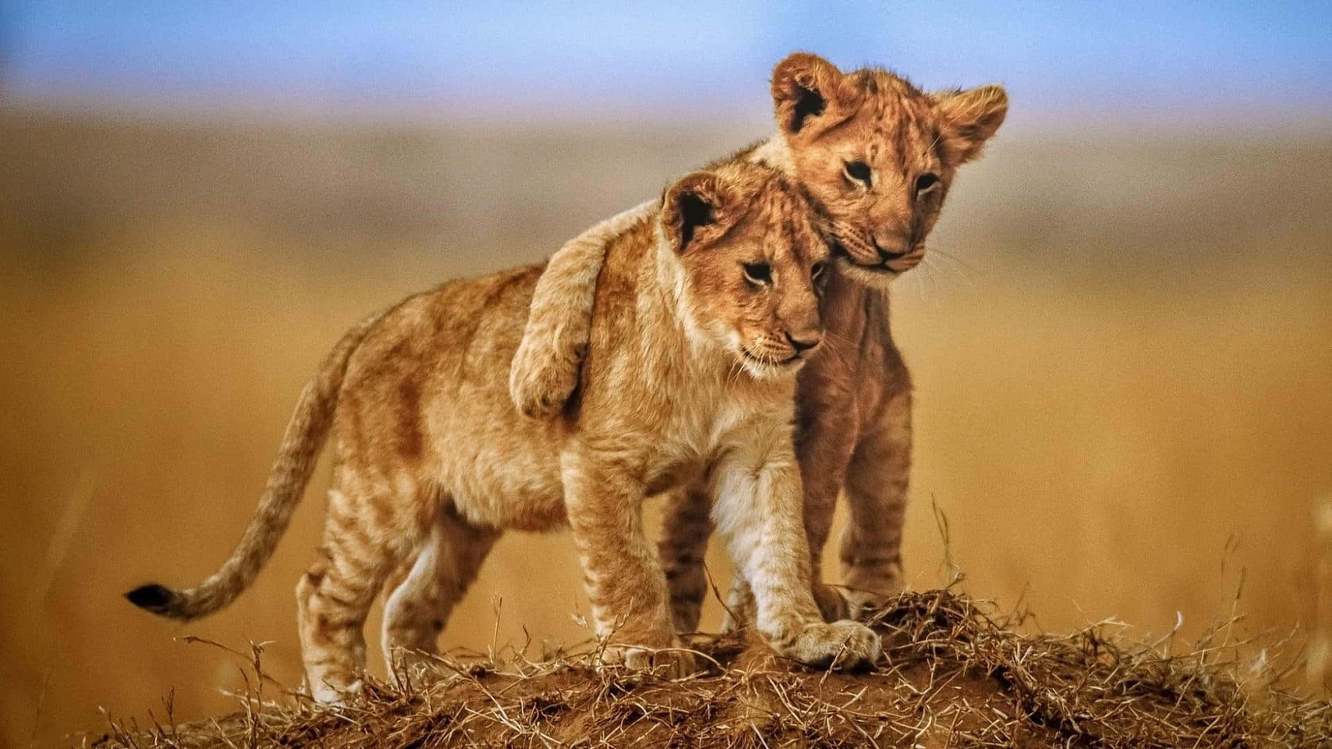 Aesthetic Animals 桌布 壁紙 — 兩隻年幼獅子在柔軟藍天下的金色稀樹草原上，站在一個草叢土丘上，彼此靠近。