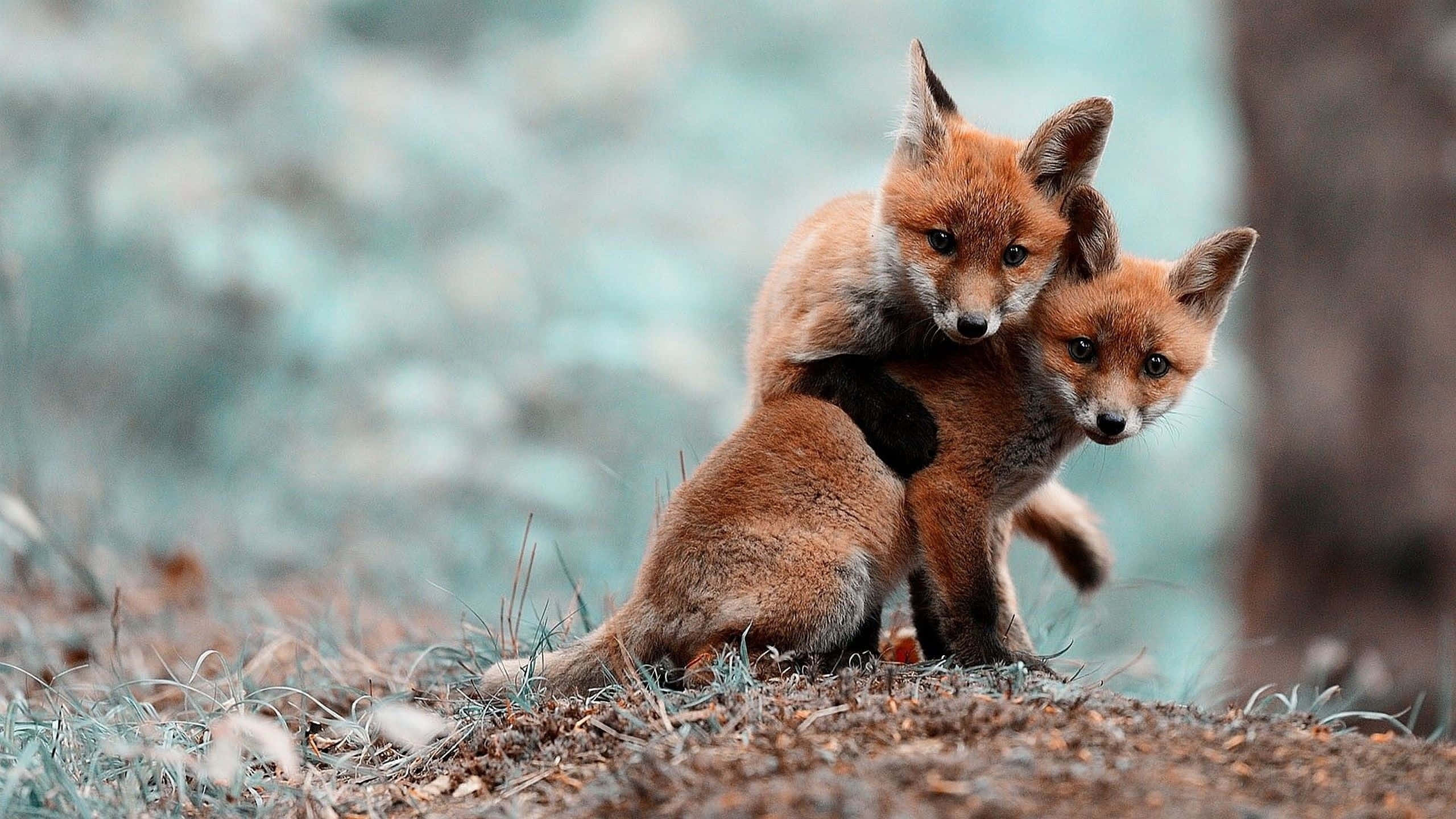 Aesthetic Animals 桌布 壁紙 — 兩隻年幼的赤狐在森林地面上緊貼依偎，背景是柔和模糊的綠色和棕色。