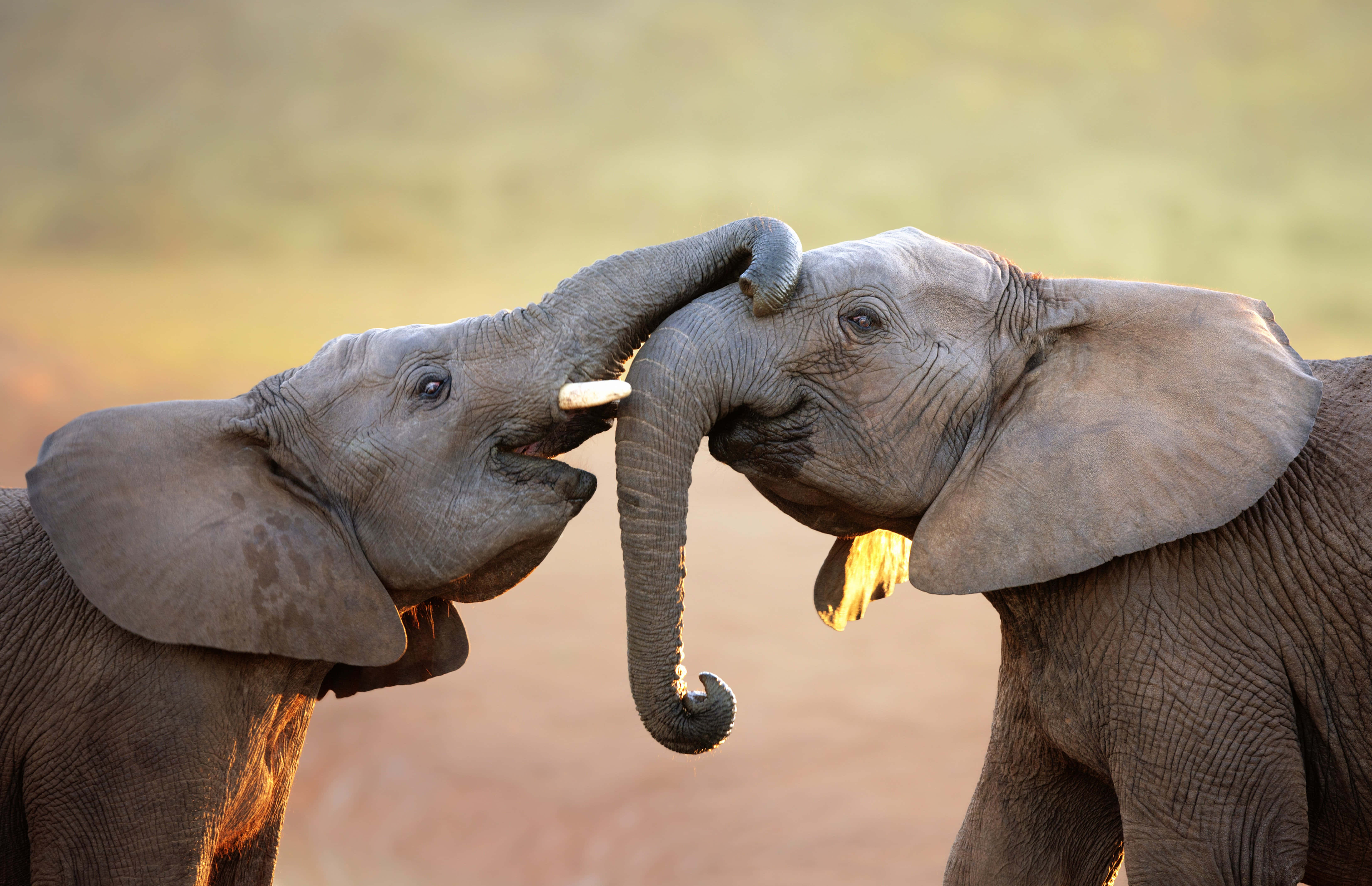 Elephant Laptop 桌布 壁紙 — 兩隻年輕大象在日落時分的金色大草原上頑皮地纏繞象鼻。