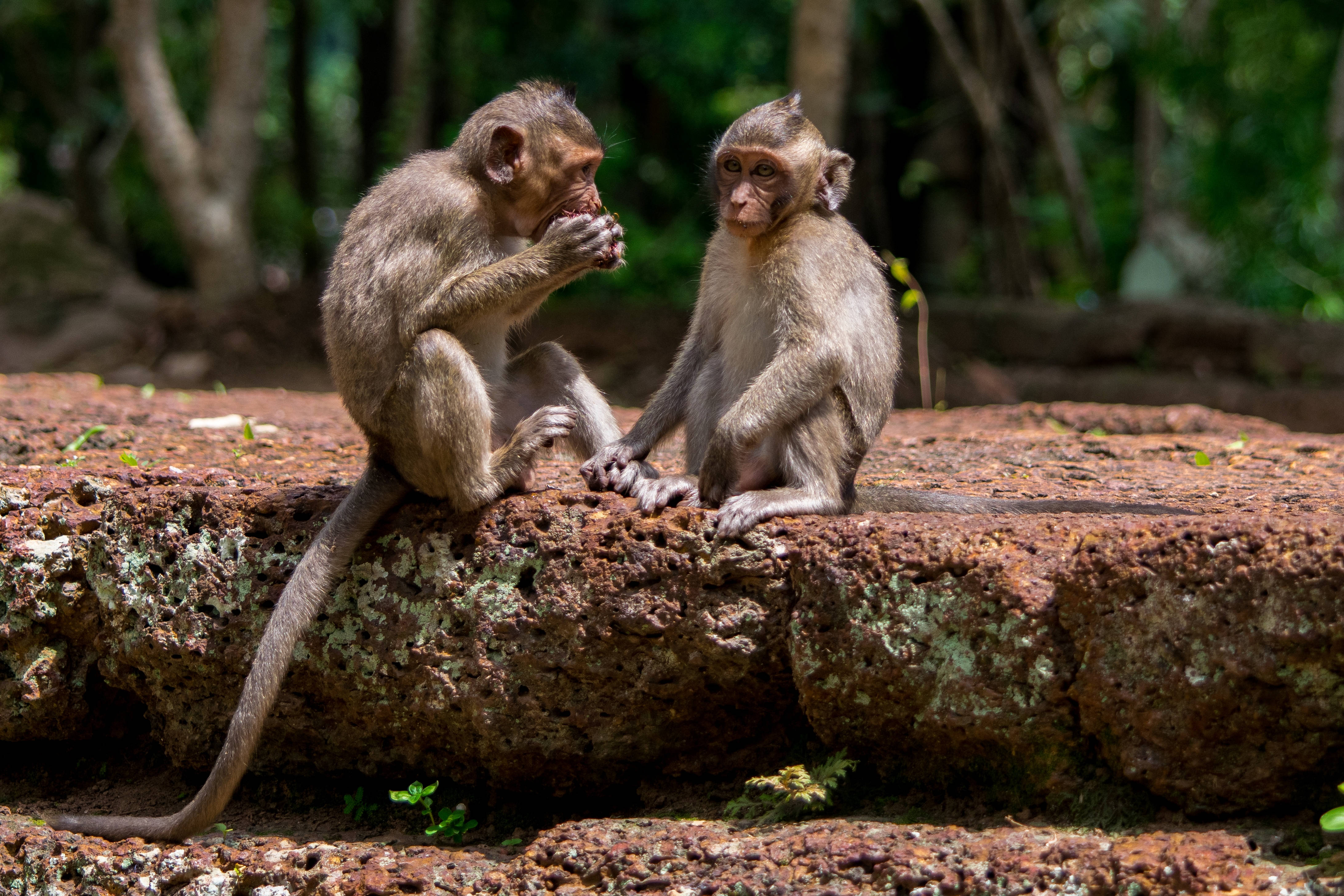Baby Monkey 桌布 壁紙 — 兩隻年輕猴子坐在陽光普照的森林中一塊長滿苔蘚的石頭上，一隻在吃東西，另一隻專注地看著。