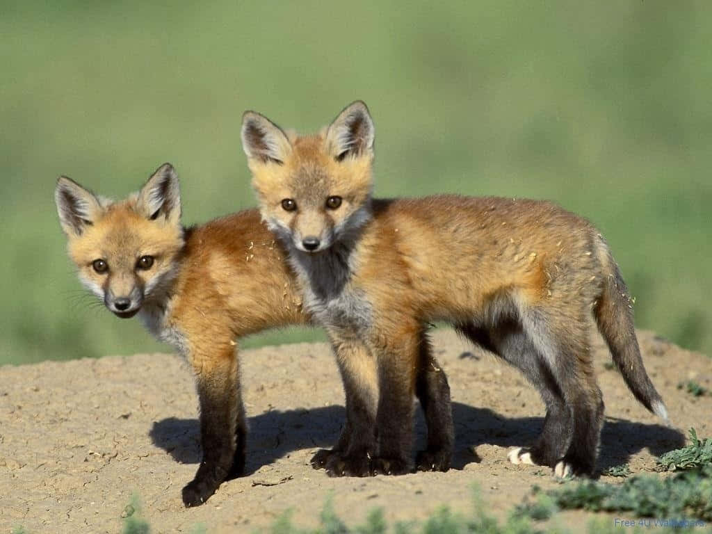 Wild Animals 桌布 壁紙 — 兩隻年輕的紅狐在陽光照耀的土堆上警覺地站著，背景是柔和的綠色田野。