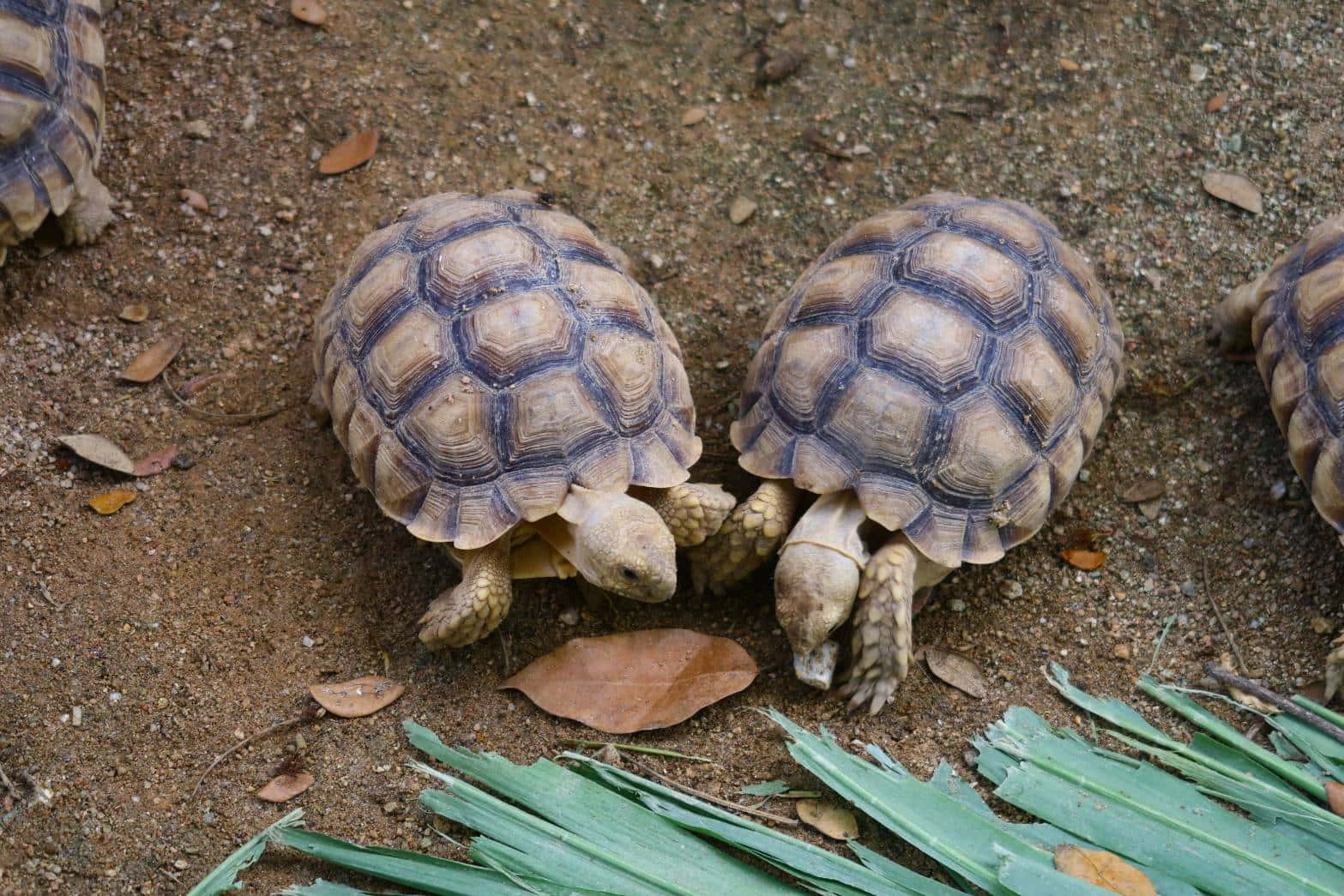 The Friendship of Two Turtles 壁紙 — 兩隻年輕的非洲盾臂龜，帶有圖案龜殼，在乾燥泥土上爬行，靠近綠葉和掉落的棕色葉子。