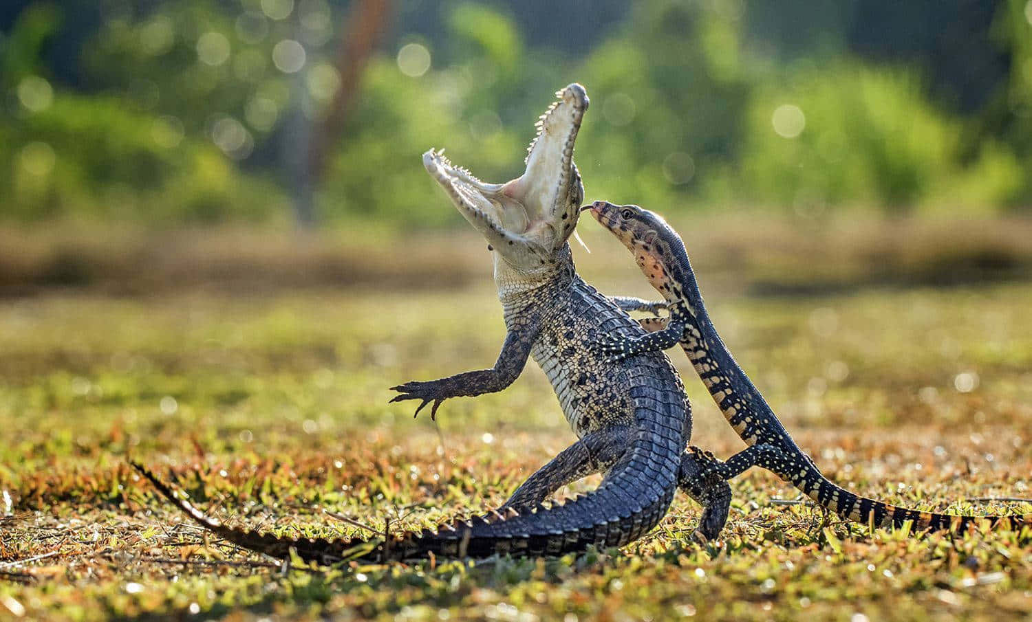 動物 桌布 壁紙 — 兩隻年輕鱷魚在陽光明媚的草地上進行動態對峙，身後是模糊的綠色樹葉。