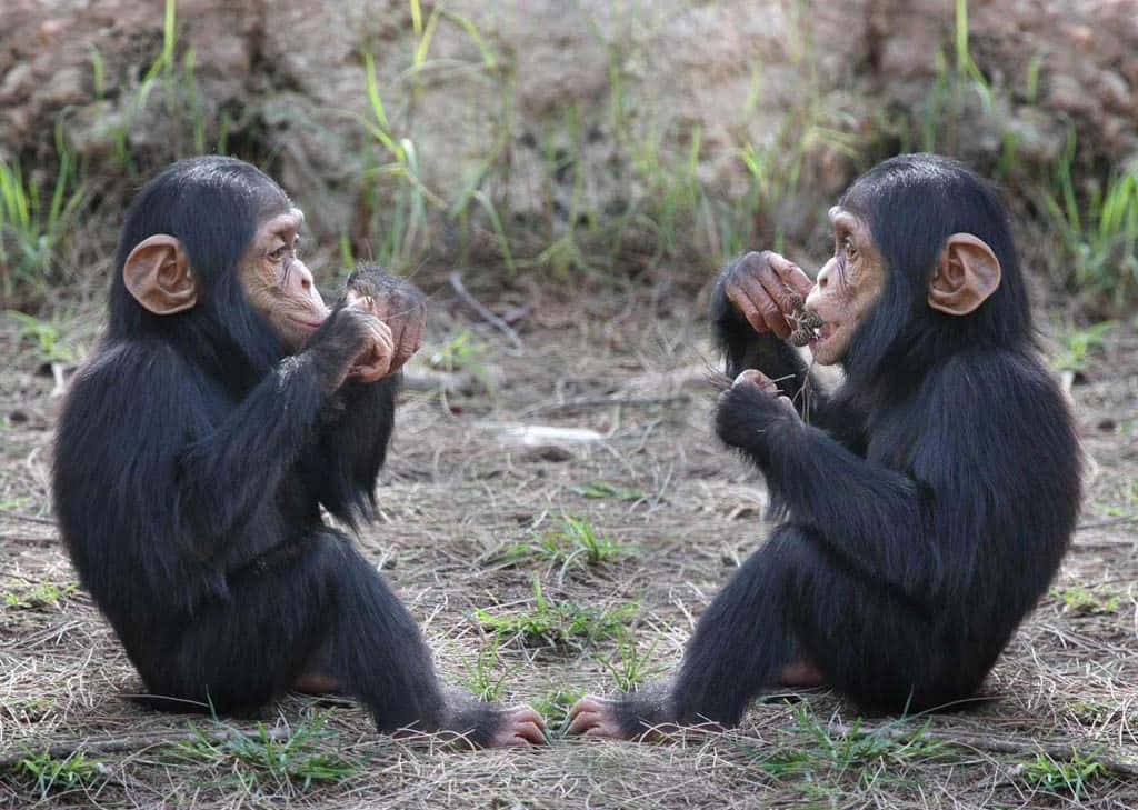 Chimpanzee 桌布 壁紙 — 兩隻年輕黑猩猩坐在乾草上，面對面，一隻拿著食物，另一隻專注地看著。