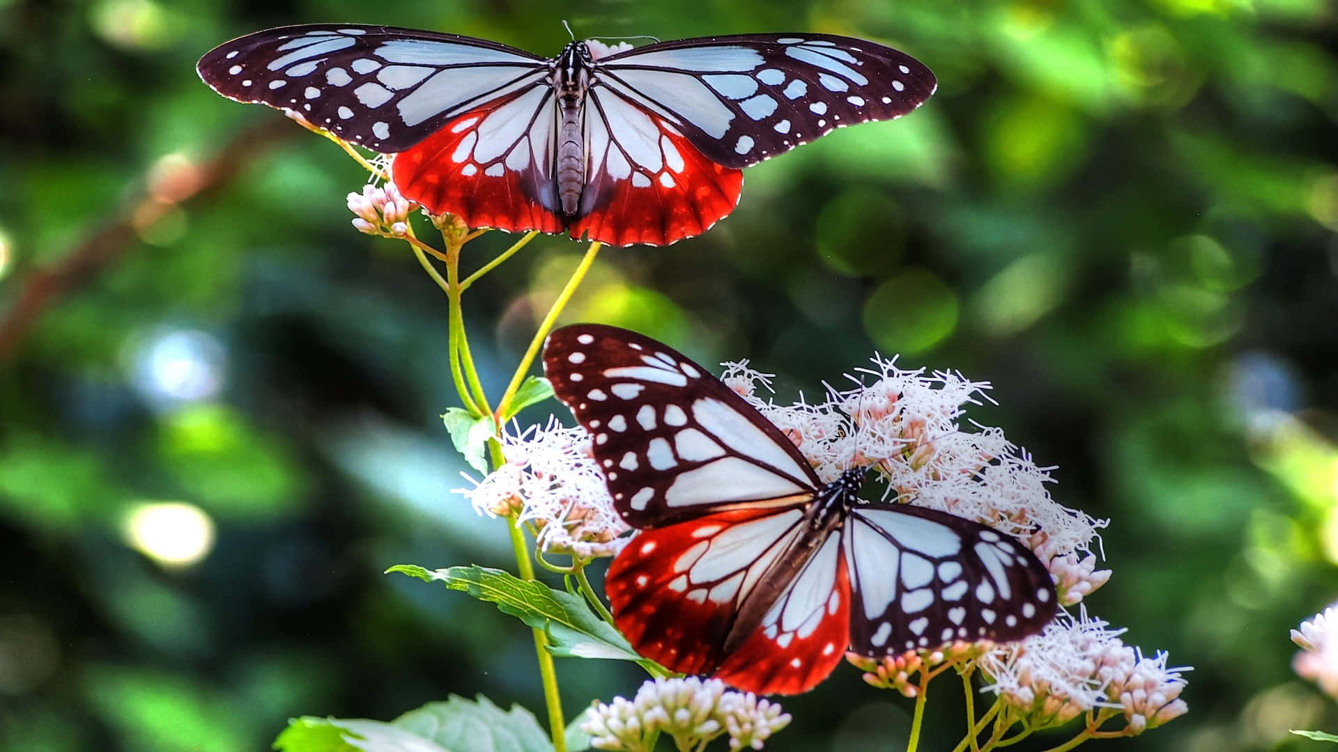 Butterfly Photos 桌布 壁紙 — 兩隻引人注目的紅、白、黑色蝴蝶，輕盈地棲息在毛茸茸的白色花朵上，背景是茂密的綠色模糊景致。