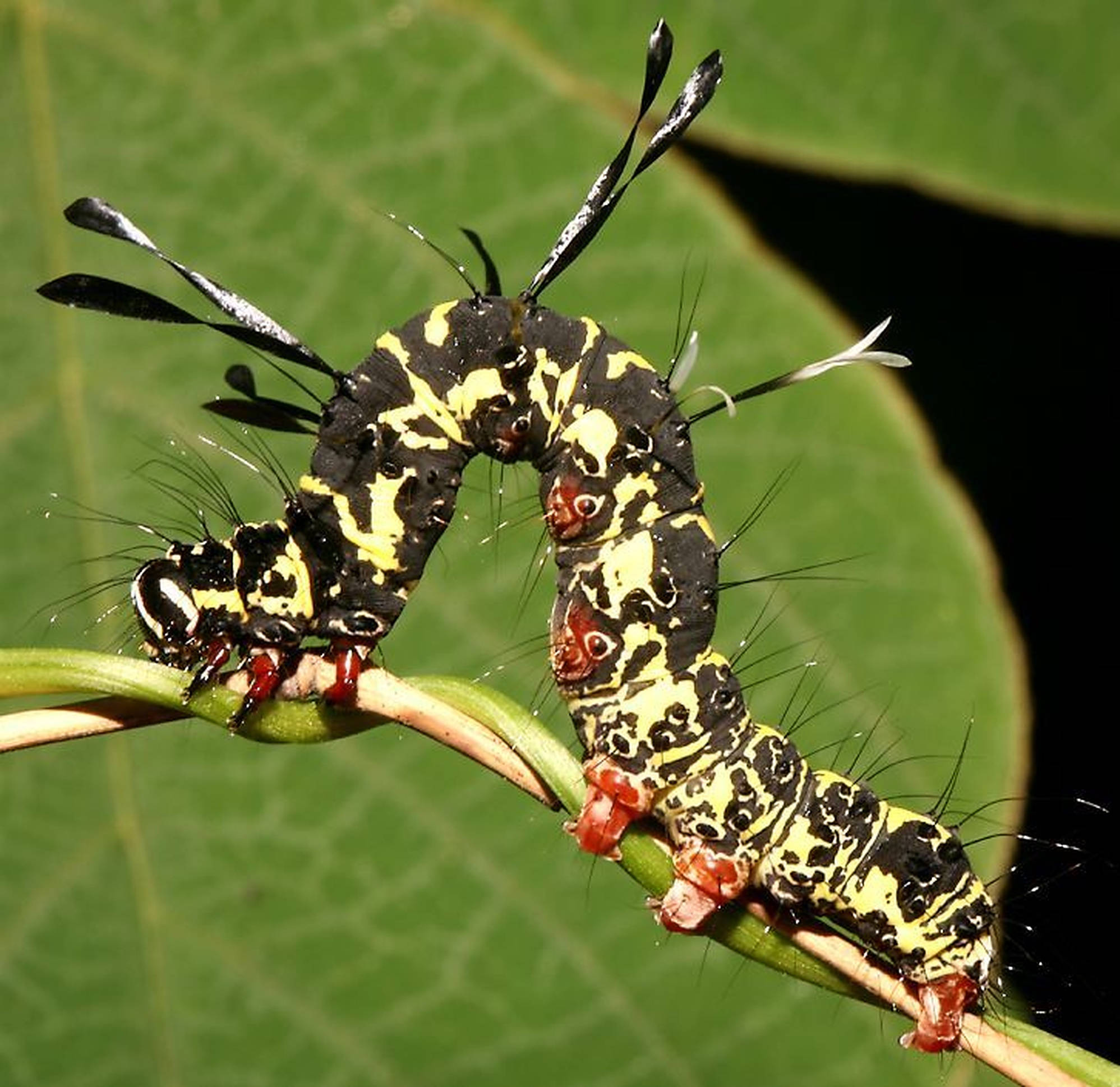 Caterpillar Insect 桌布 壁紙 — 兩隻引人注目的黑黃毛蟲，有紅色腳和羽毛狀黑色附肢，緊貼在綠色莖上，背景是模糊的葉子。