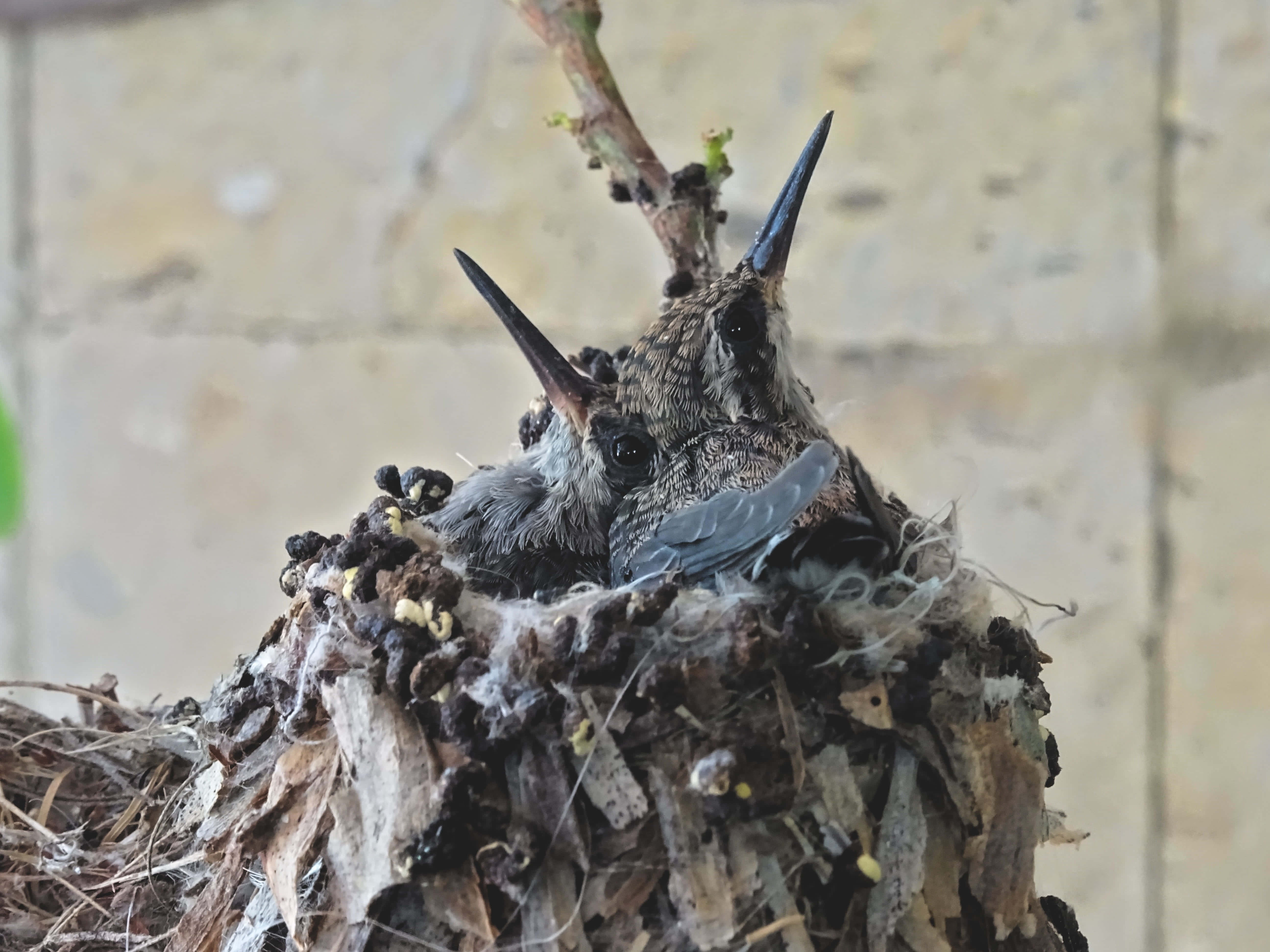 Hummingbird Nest 桌布 壁紙 — 兩隻張開喙的蜂鳥寶寶從石牆上一個由小樹枝和苔蘚做成的小巢中探出頭來。