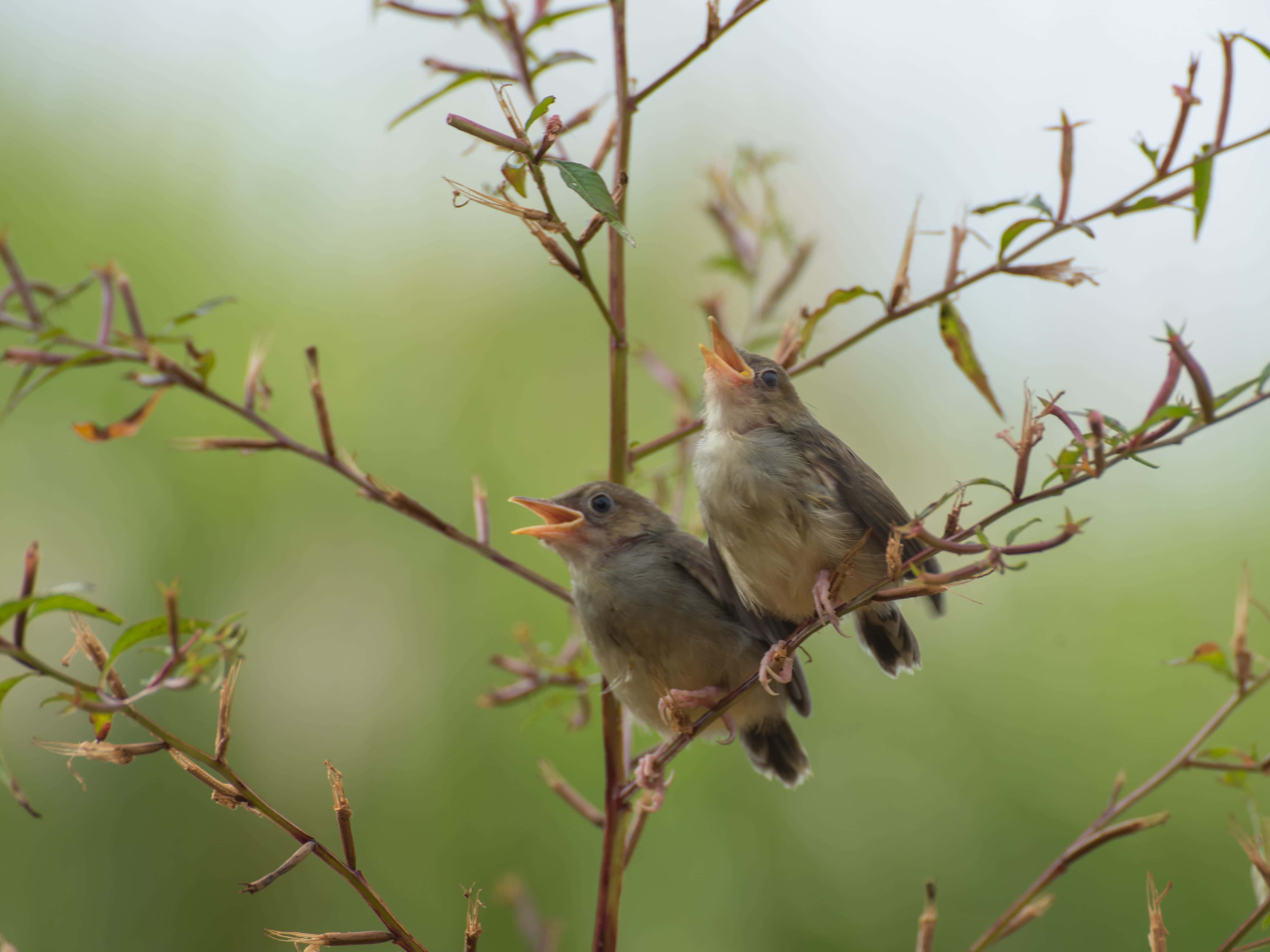 Birds Chirping 桌布 壁紙 — 兩隻張開喙的雛鳥棲息在細枝上，背景是柔和的綠色模糊效果。
