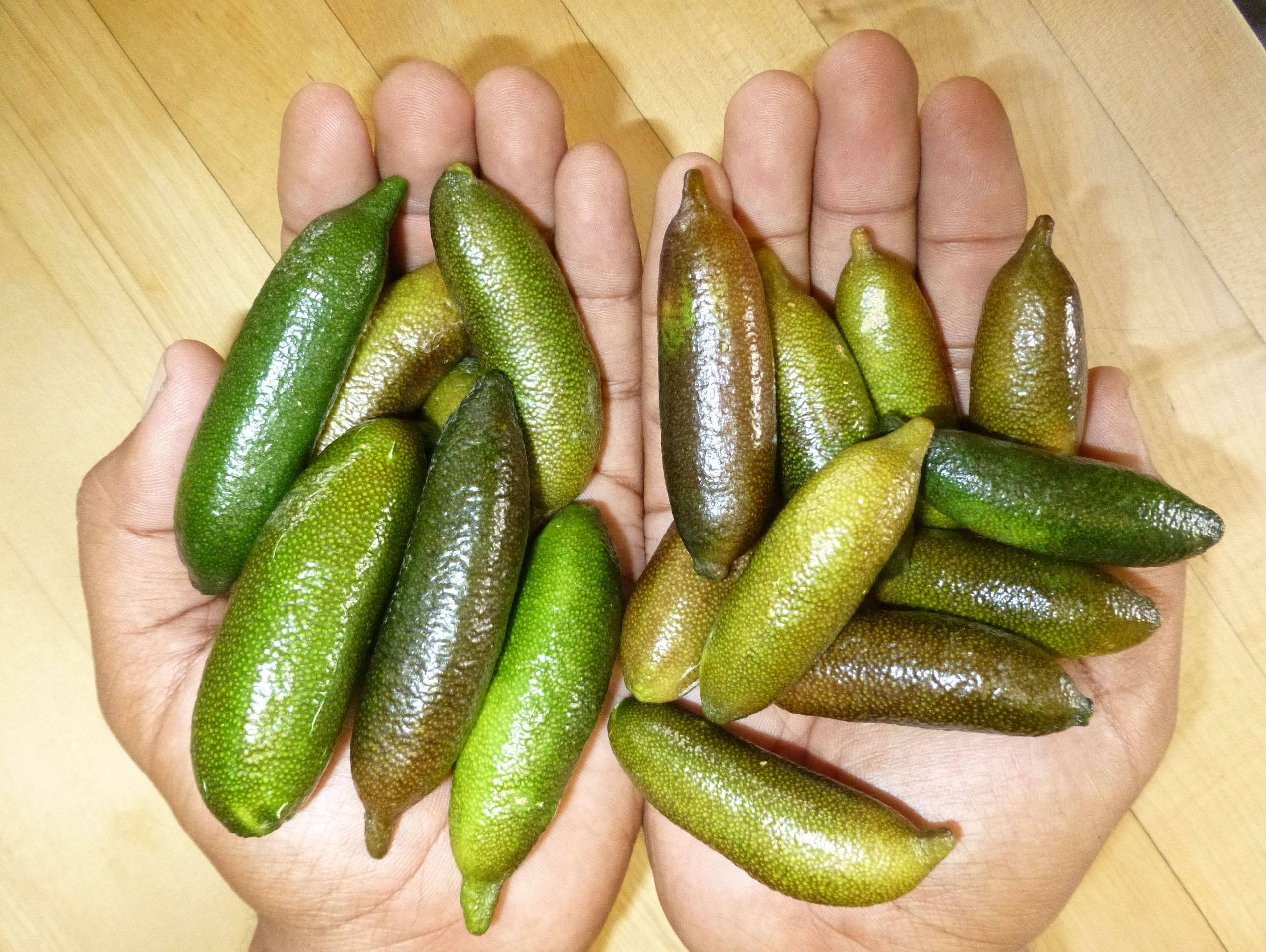 Fruits 桌布 壁紙 — 兩隻張開的手掌托著一堆閃亮的綠色和黃色指橙，背景是淺色木材。