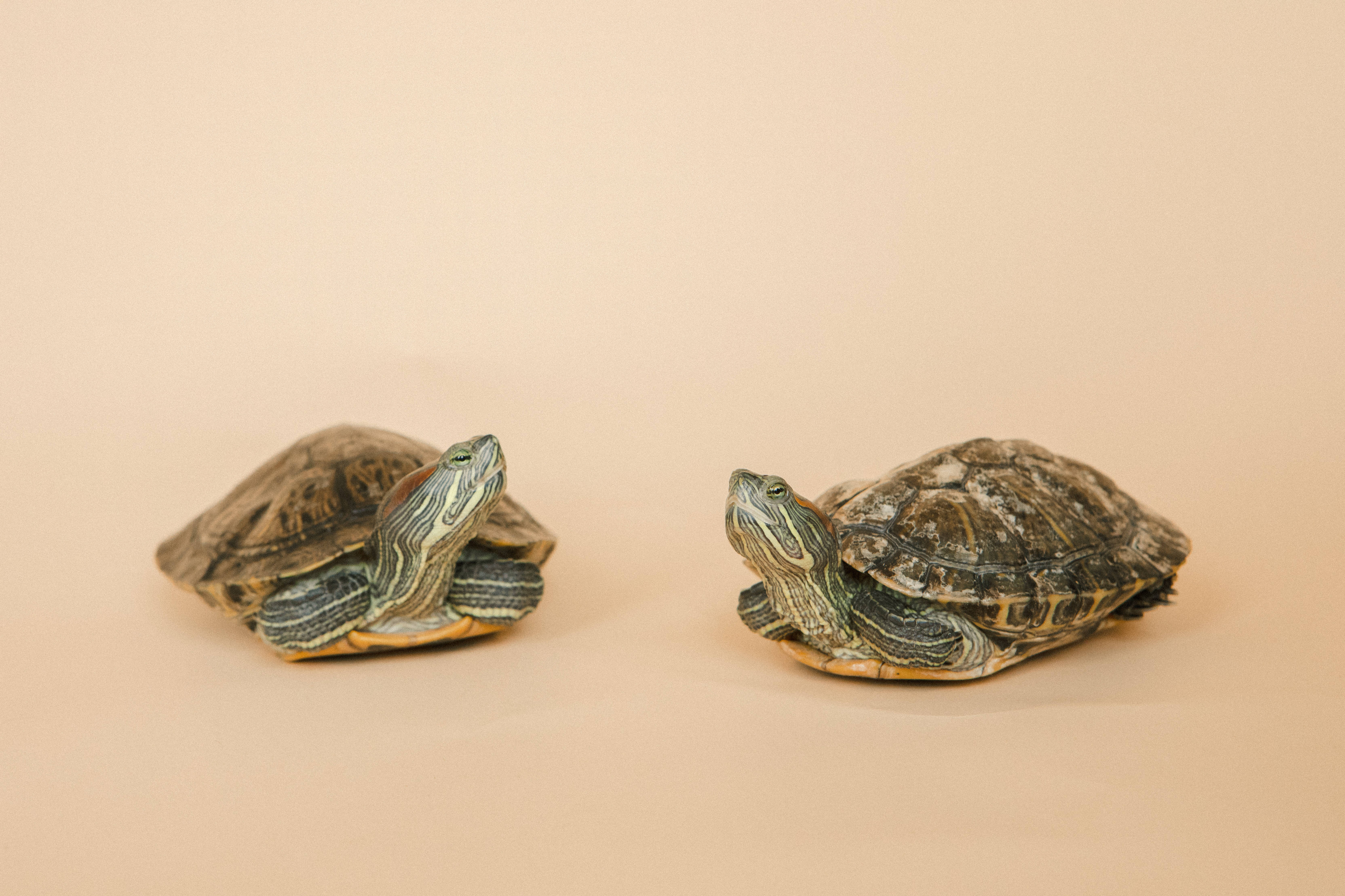 Turtle 桌布 壁紙 — 兩隻彩繪龜並排休息在柔軟的米色表面上，頭部抬起，龜殼上有複雜的綠色和黃色圖案。
