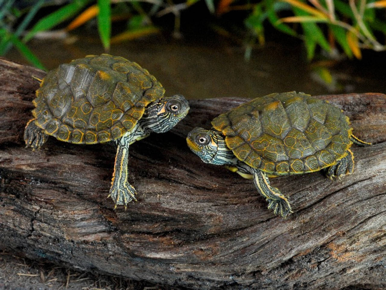 幼年動物 桌布 壁紙 — 兩隻彩繪龜在近水的風化木頭上對峙，背景有柔焦的綠色樹葉。