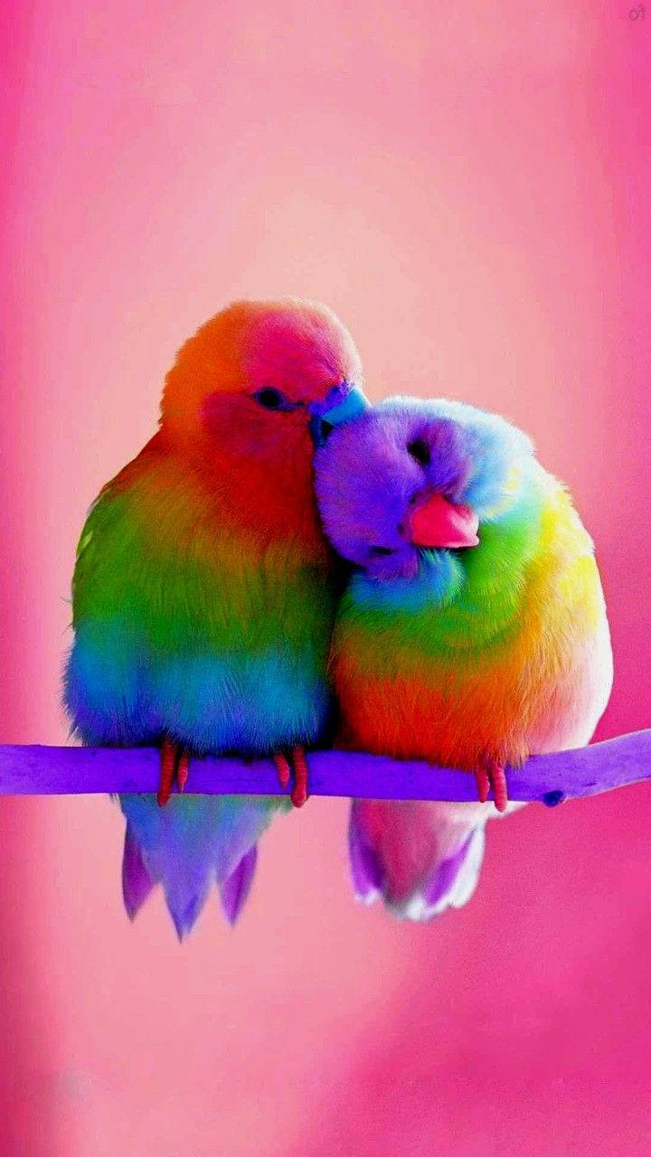 birds 桌布 壁紙 — 兩隻彩虹色的愛情鳥在紫色樹枝上依偎，背景是柔和的粉紅色。