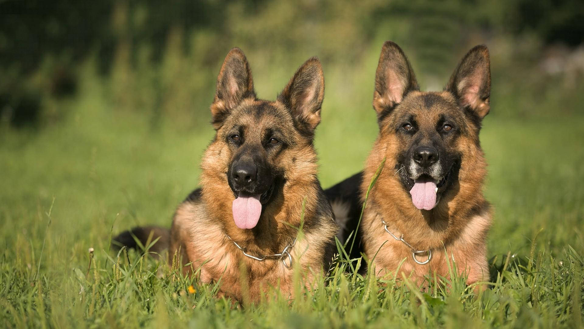 German 桌布 壁紙 — 兩隻德國牧羊犬並排躺在陽光照耀的草地上，伸出舌頭，看起來警覺而快樂。