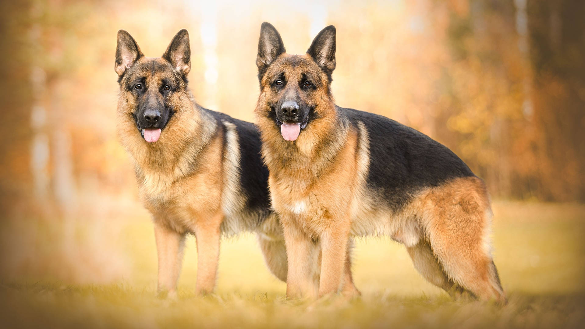 German 桌布 壁紙 — 兩隻德國牧羊犬在陽光明媚的秋日田野中警覺地站立，身後是金色的樹葉。