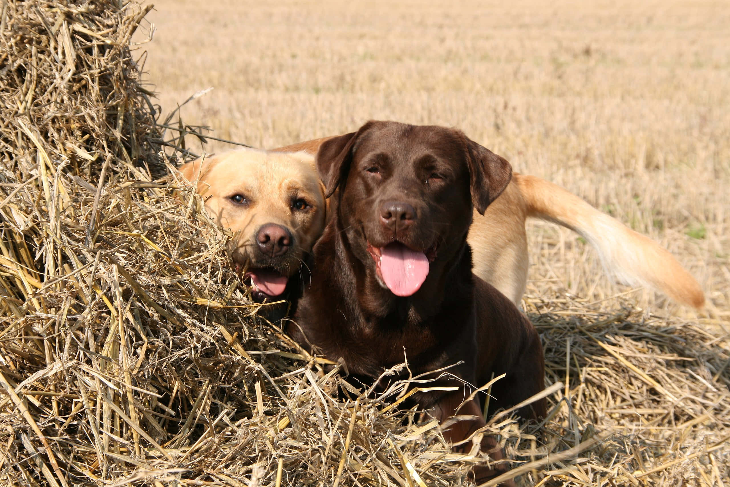 Yellow Labrador 桌布 壁紙 — 兩隻快樂的拉布拉多，一隻巧克力色和一隻黃色，一起在陽光照耀的田野中的金色乾草捆上休息。