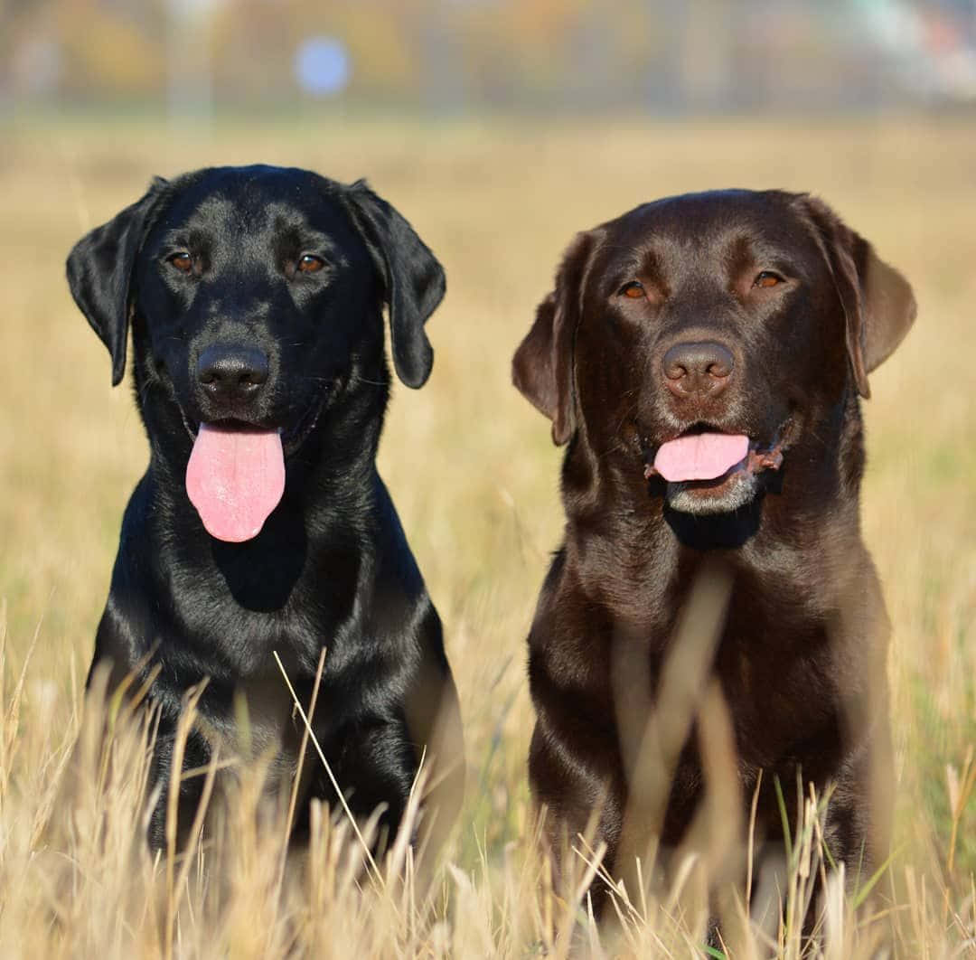 Labrador 桌布 壁紙 — 兩隻快樂的拉布拉多尋回犬，一黑一巧克力色，坐在金色草地上伸出舌頭看著相機。