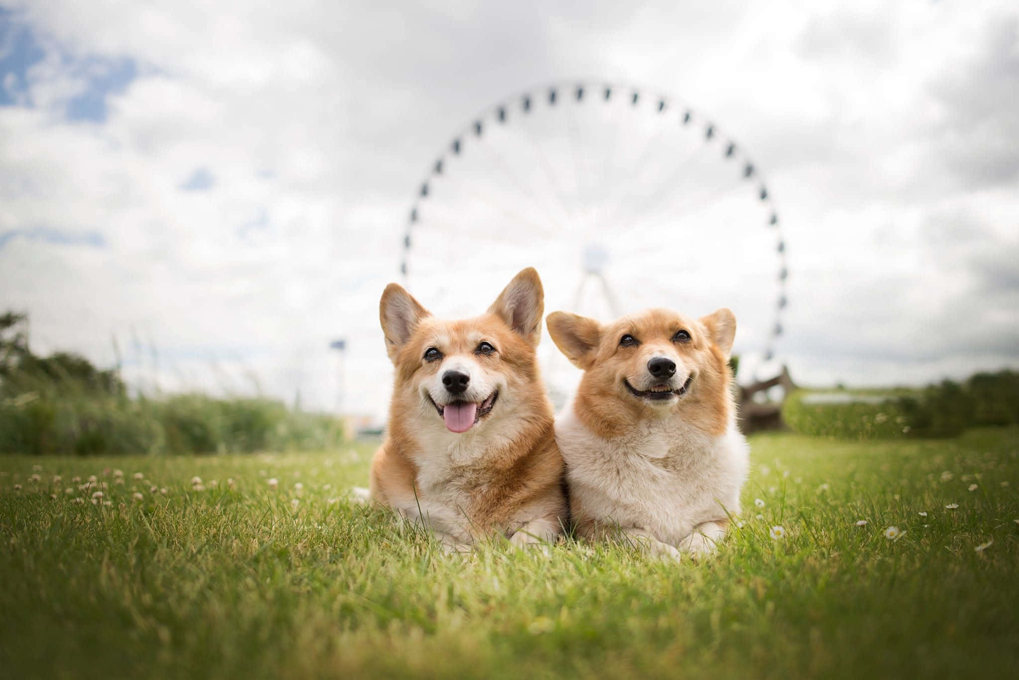 柯基 桌布 壁紙 — 兩隻快樂的柯基犬坐在草地上，背景有一個大型摩天輪在陰天下模糊不清。