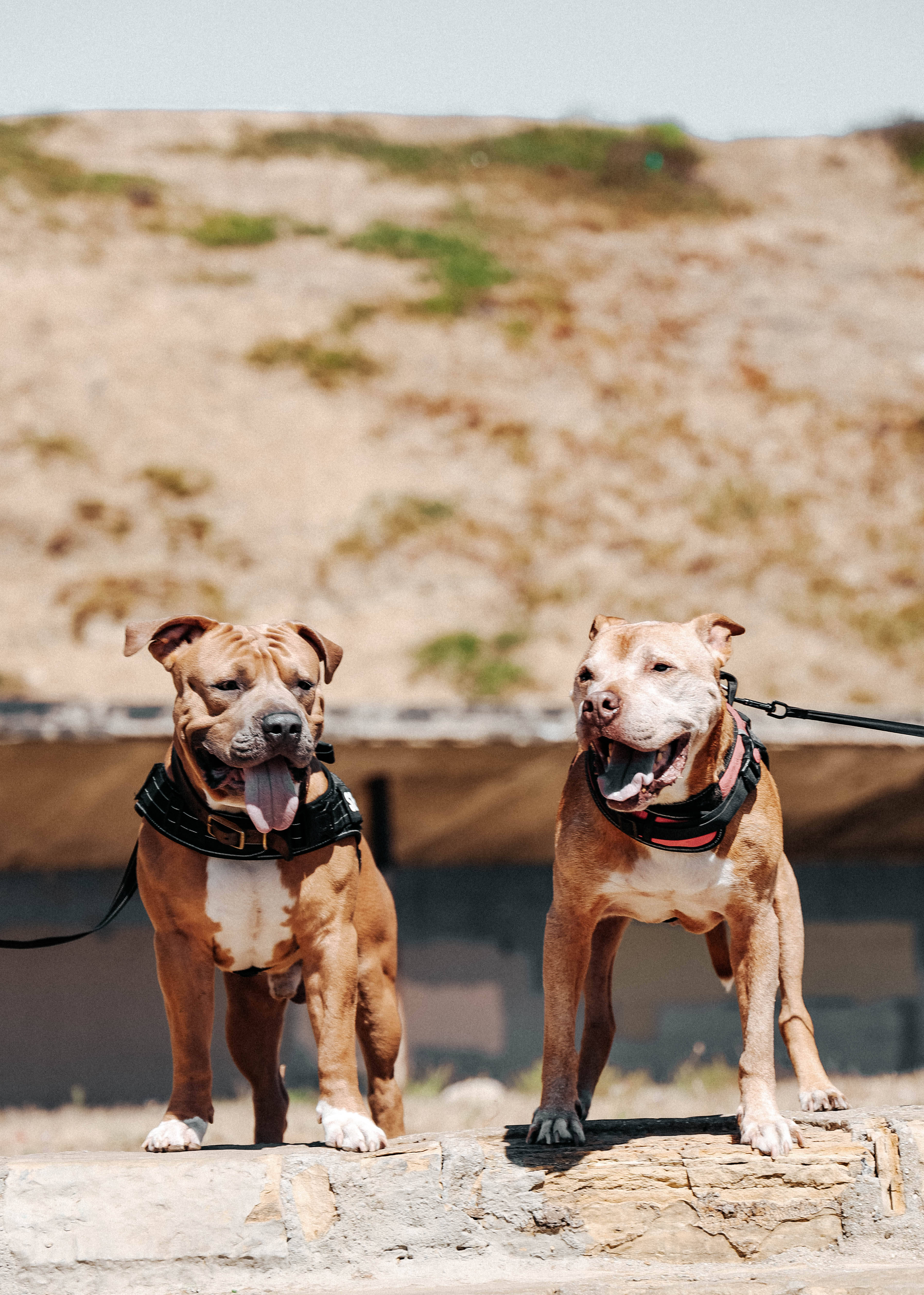 Pitbull 桌布 壁紙 — 兩隻快樂的比特犬穿著胸背帶，警覺地站在石階上，背景是陽光普照的沙質山坡。