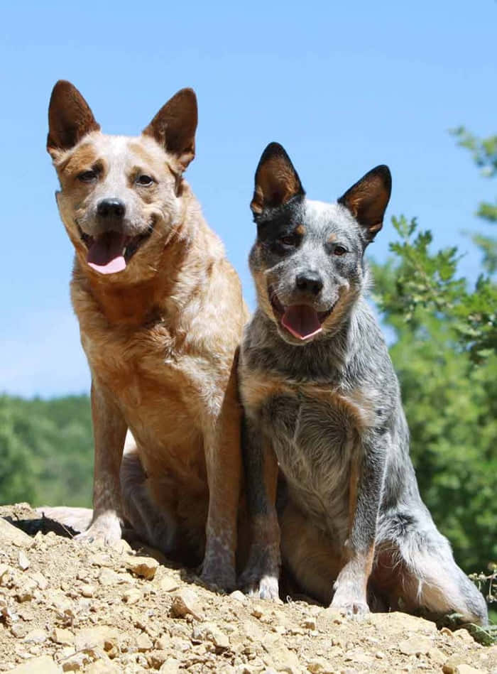 Australian Cattle Dog 桌布 壁紙 — 兩隻快樂的澳洲牧牛犬並排坐在陽光普照的土堆上，背後有綠樹和藍天。