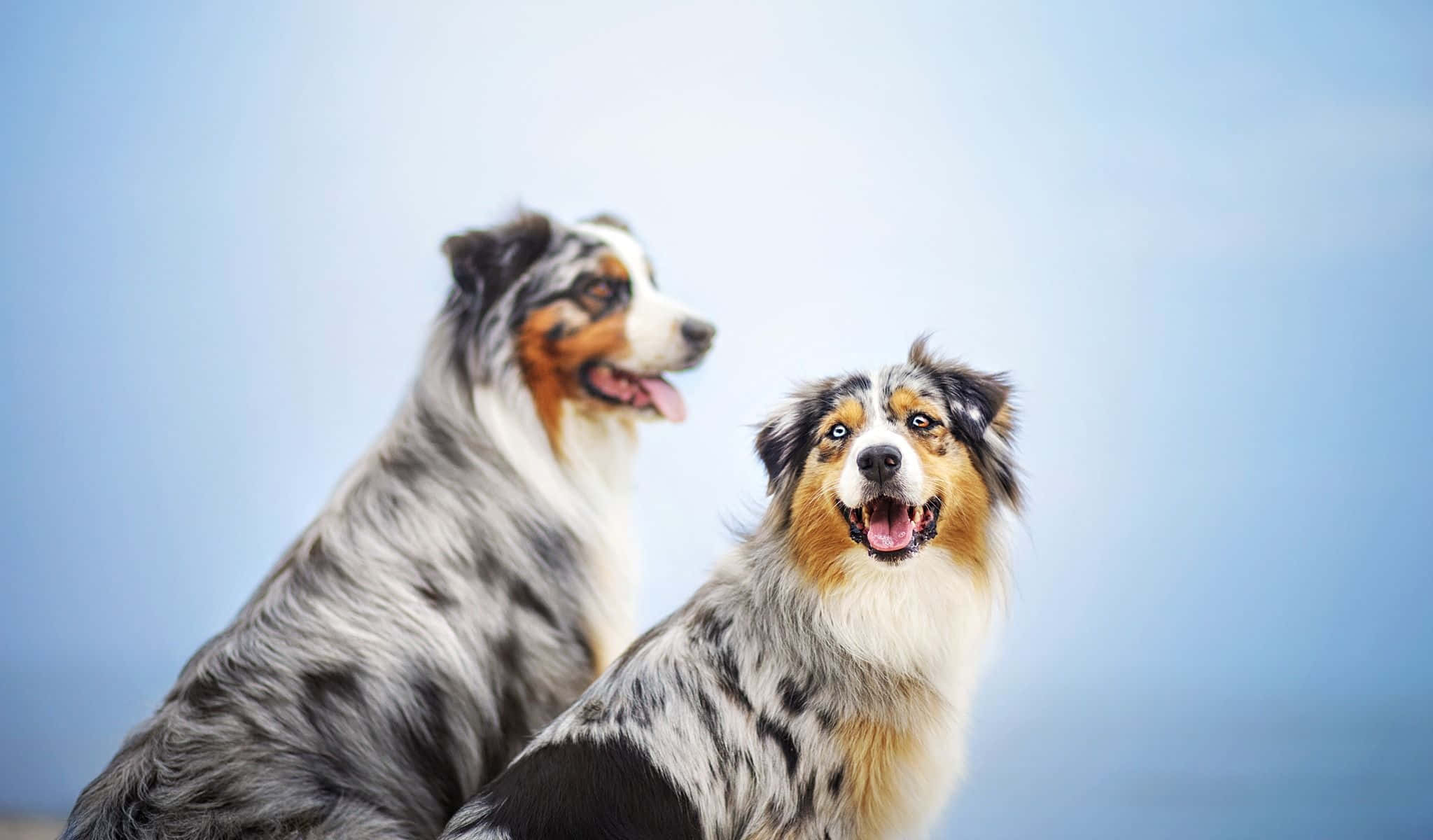 狗 桌布 壁紙 — 兩隻快樂的澳洲牧羊犬（有梅爾色毛）並排坐在柔和的藍天背景前。