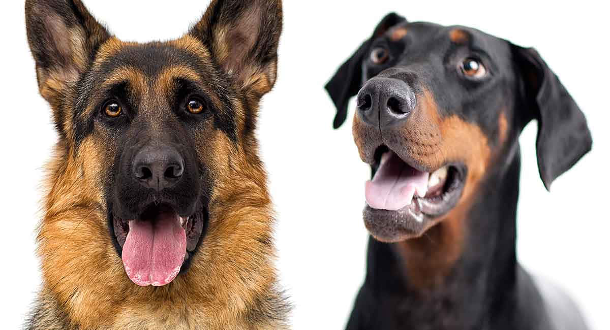 Dogs 桌布 壁紙 — 兩隻快樂的狗，一隻德國牧羊犬和一隻杜賓犬，伸出舌頭，背景是乾淨的白色。