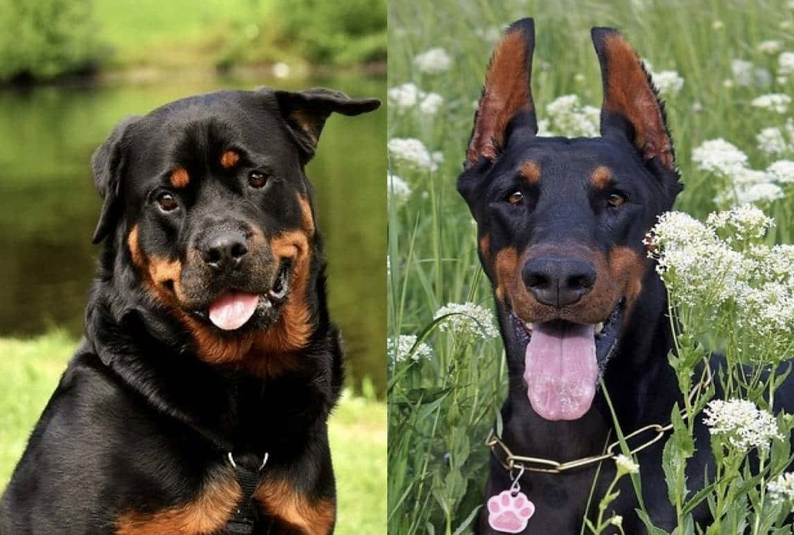 Dogs 桌布 壁紙 — 兩隻快樂的狗，一隻洛威拿和一隻杜賓犬，並排坐在陽光明媚、長滿白色野花的草地上。