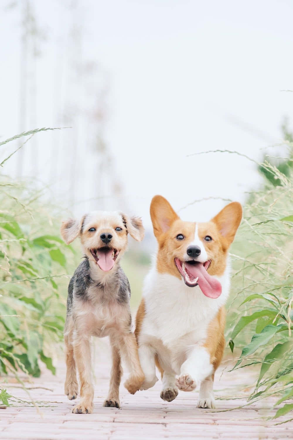 柯基 桌布 壁紙 — 兩隻快樂的狗在木棧道上並肩奔跑，穿過高高的草叢，張開嘴巴，眼睛明亮。