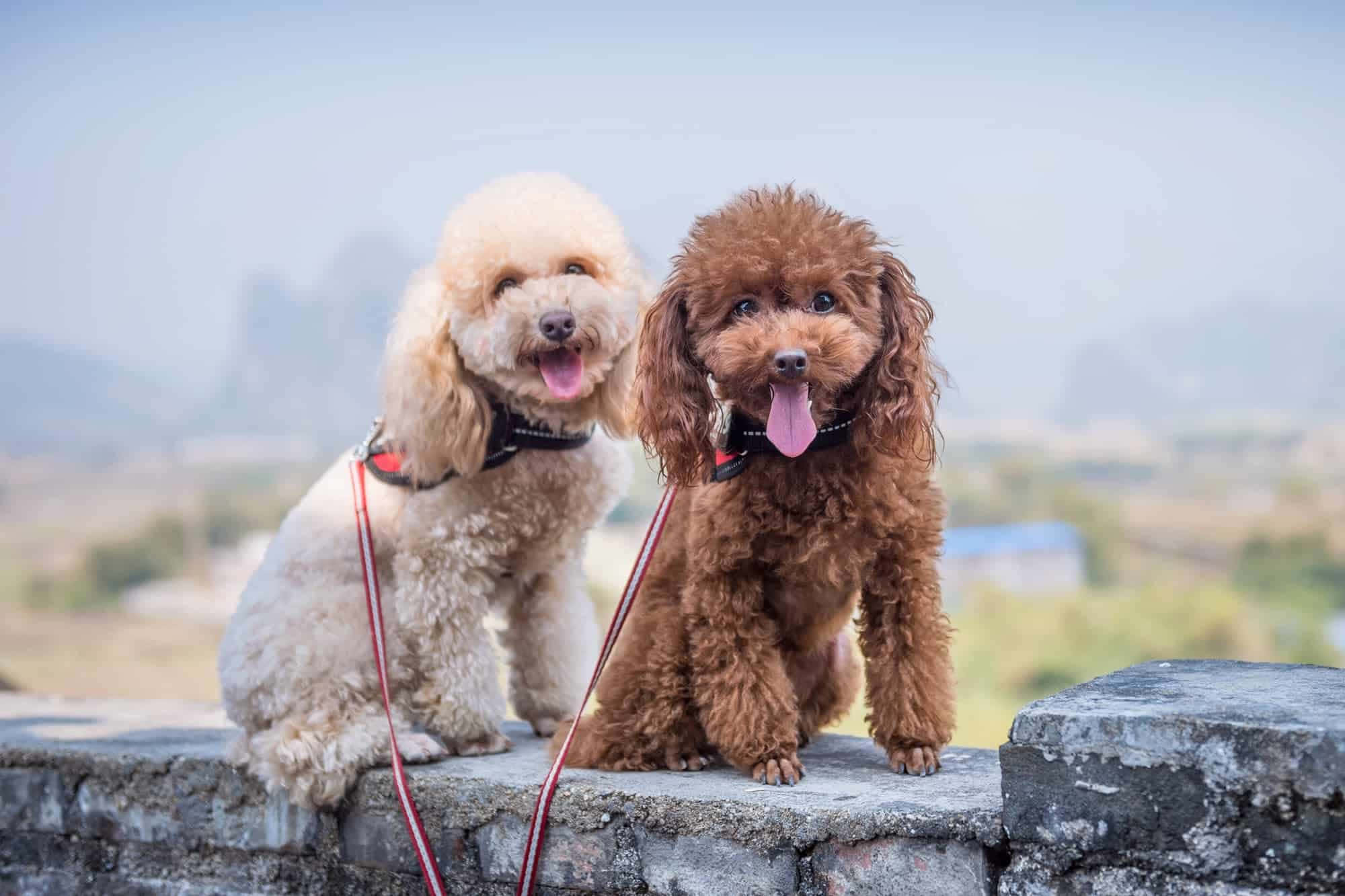 Poodle 桌布 壁紙 — 兩隻快樂的貴賓狗，一隻是奶油色，一隻是棕色，坐在石牆上，伸出舌頭喘氣，背景是朦朧的山巒。