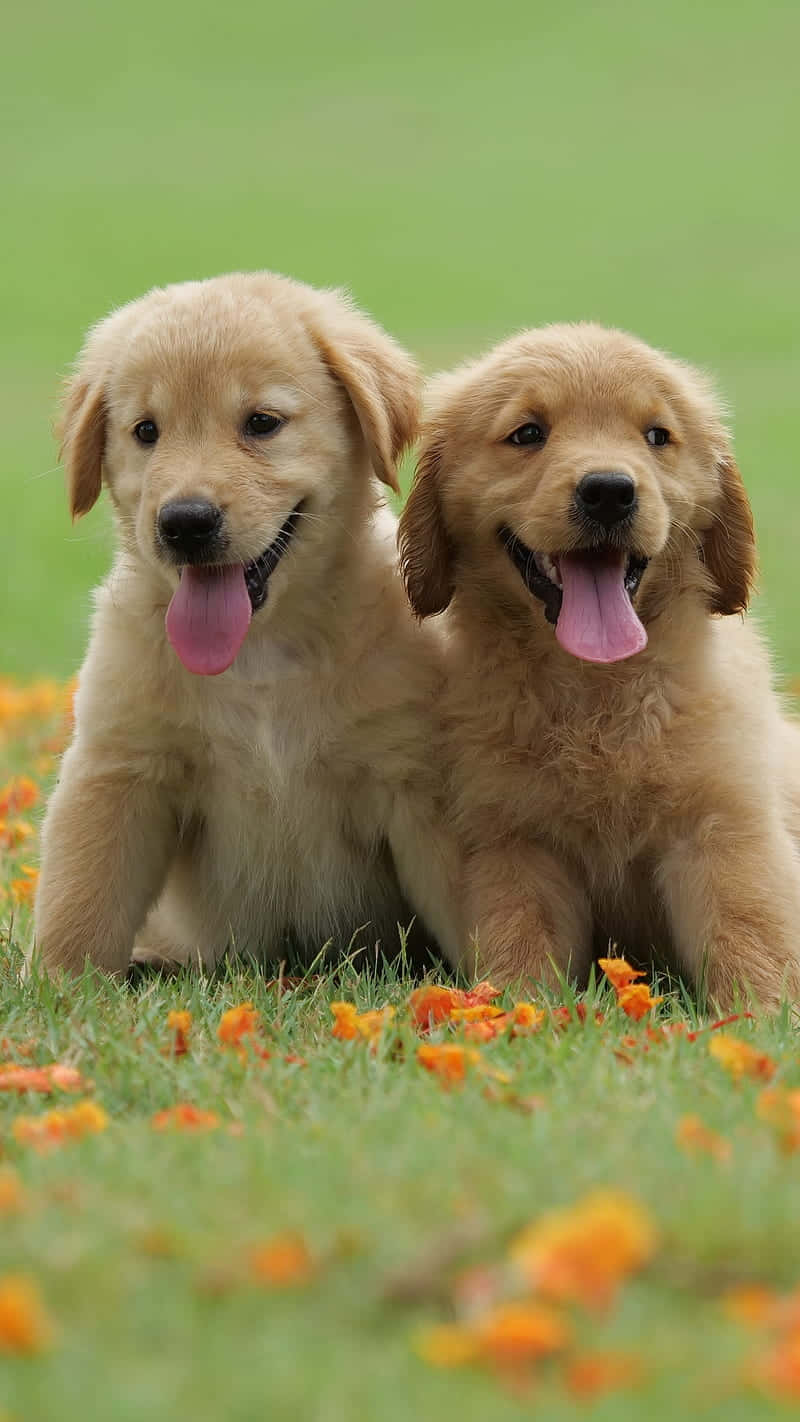 golden retriever puppy 桌布 壁紙 — 兩隻快樂的金毛尋回犬幼犬並排坐在草地上，草地上點綴著橙色花朵，伸出舌頭