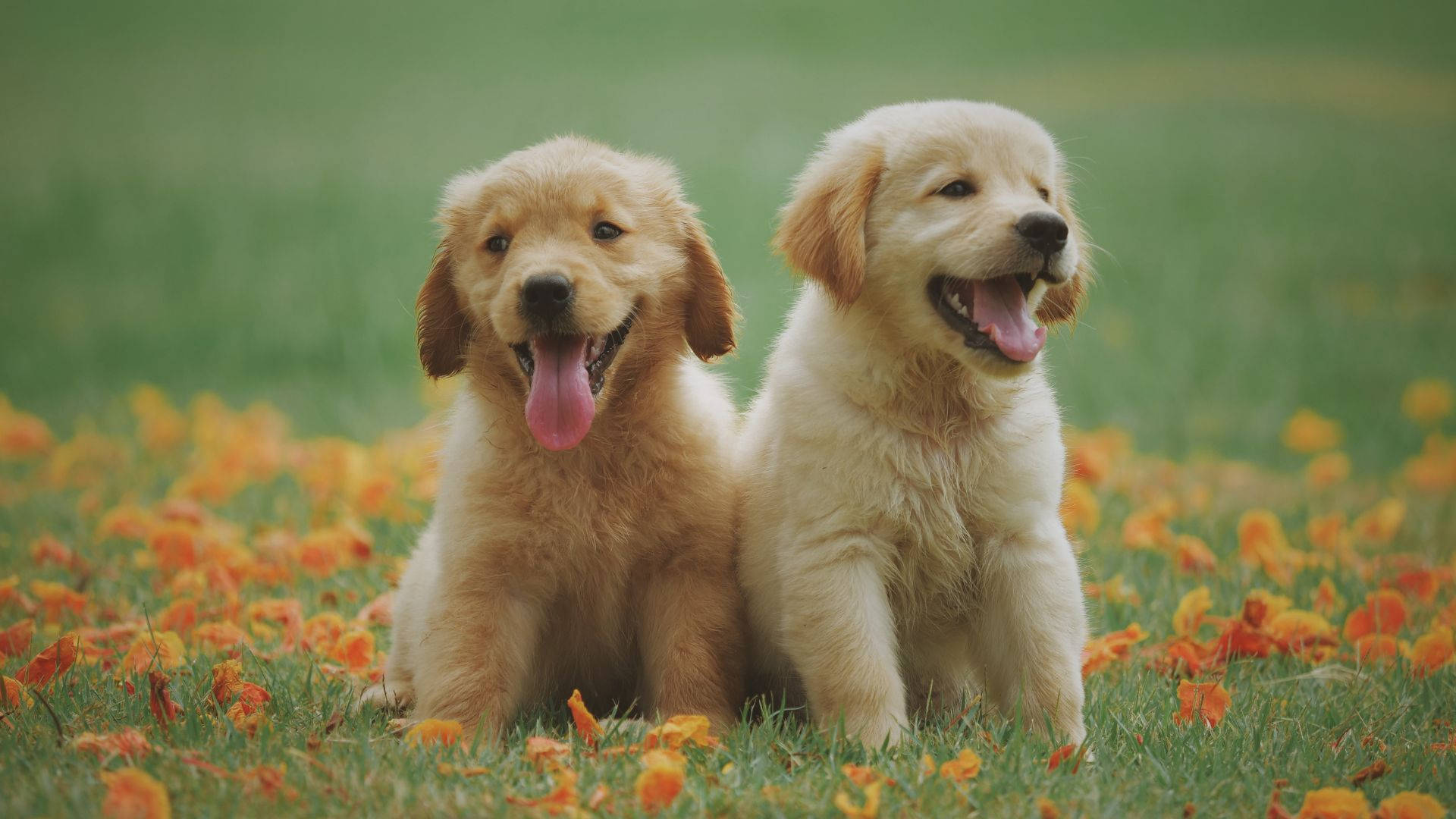 Golden Retriever Puppies 桌布 壁紙 — 兩隻快樂的金毛尋回犬幼犬坐在散落著橙色秋葉的草地上。