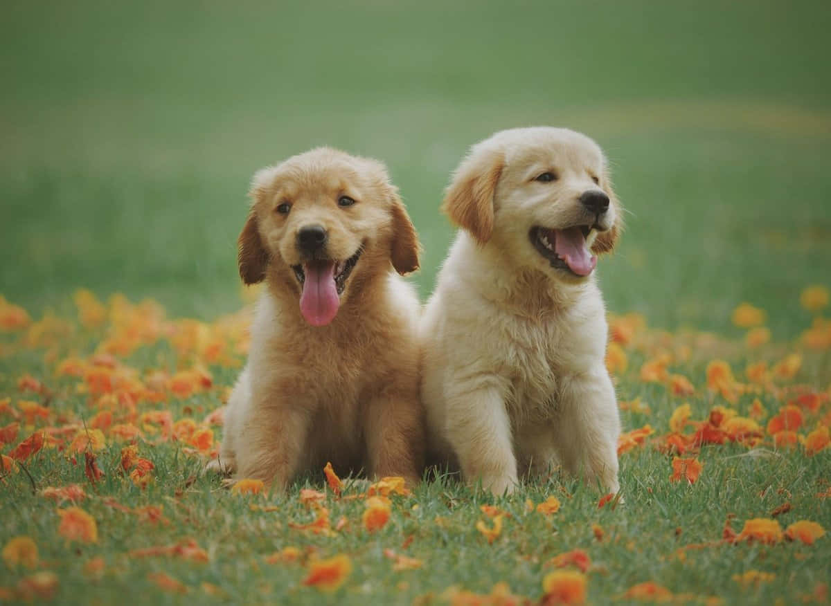 Labrador Retriever 桌布 壁紙 — 兩隻快樂的金毛尋回犬幼犬坐在柔軟的綠色草坪上，草地上散落著橙色花朵。