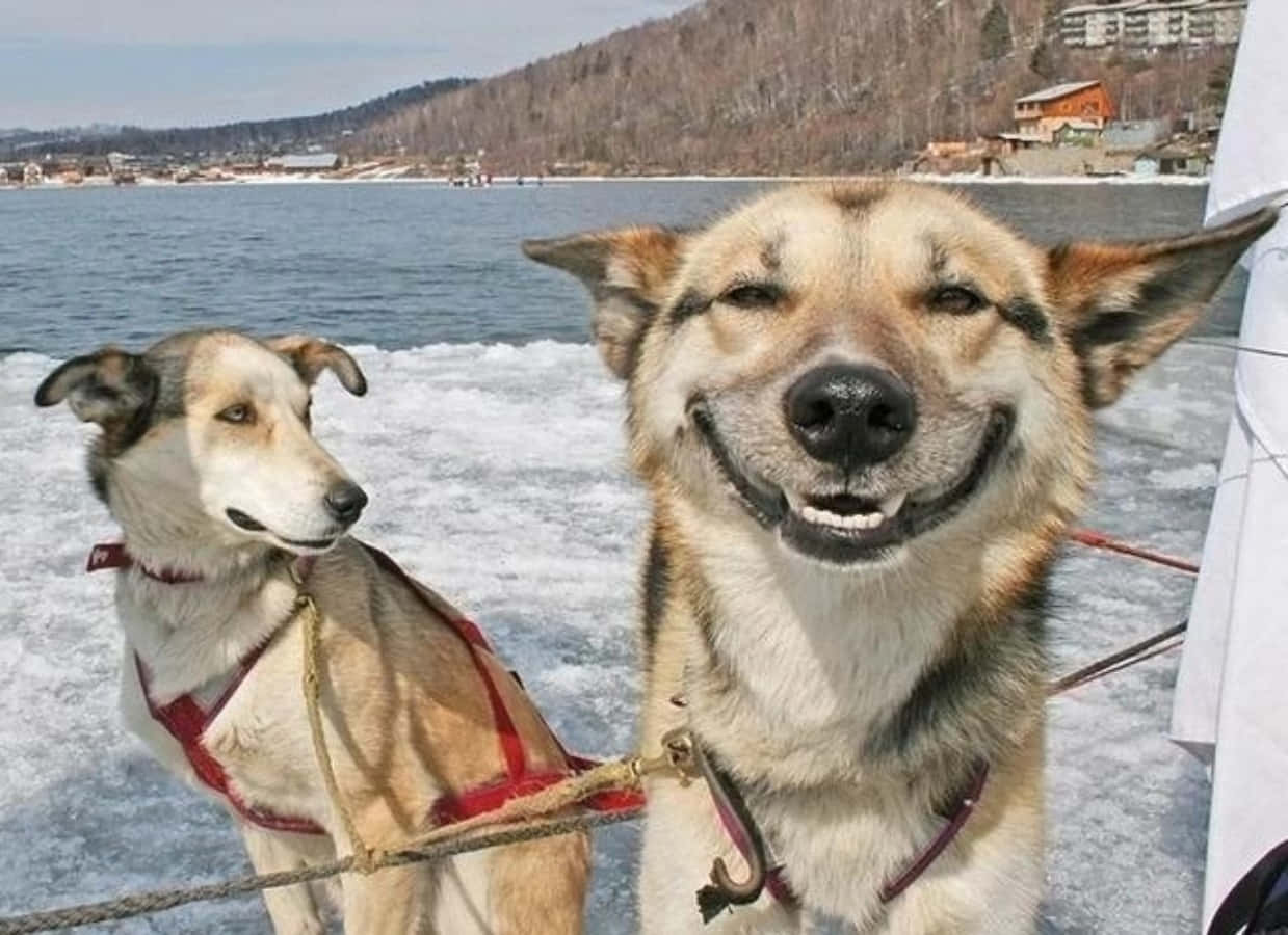 Funny Dog 桌布 壁紙 — 兩隻快樂的雪橇犬帶著燦爛笑容，站在結冰的湖面上，穿著挽具，在明亮的日光下。