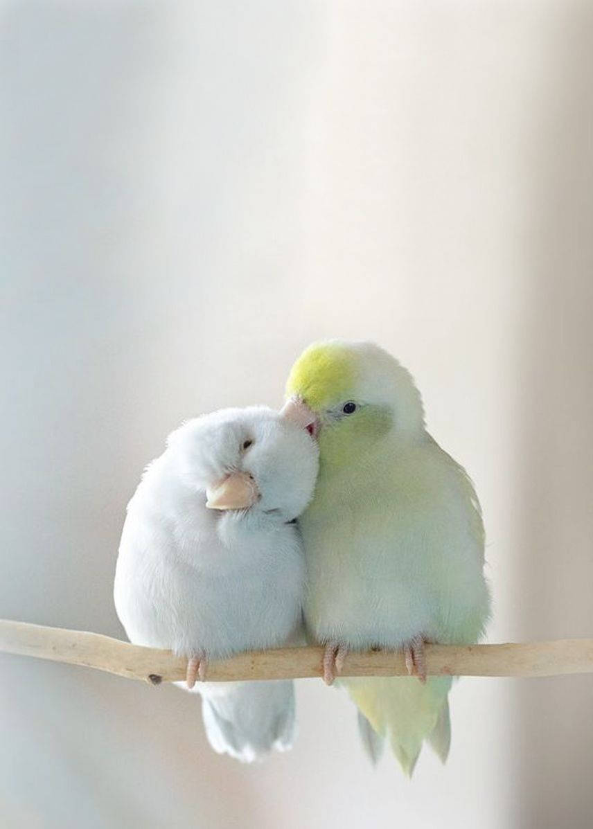 birds 桌布 壁紙 — 兩隻恩愛的虎皮鸚鵡，一隻白色一隻淡黃色，緊緊地棲息在木枝上，背景柔和模糊。
