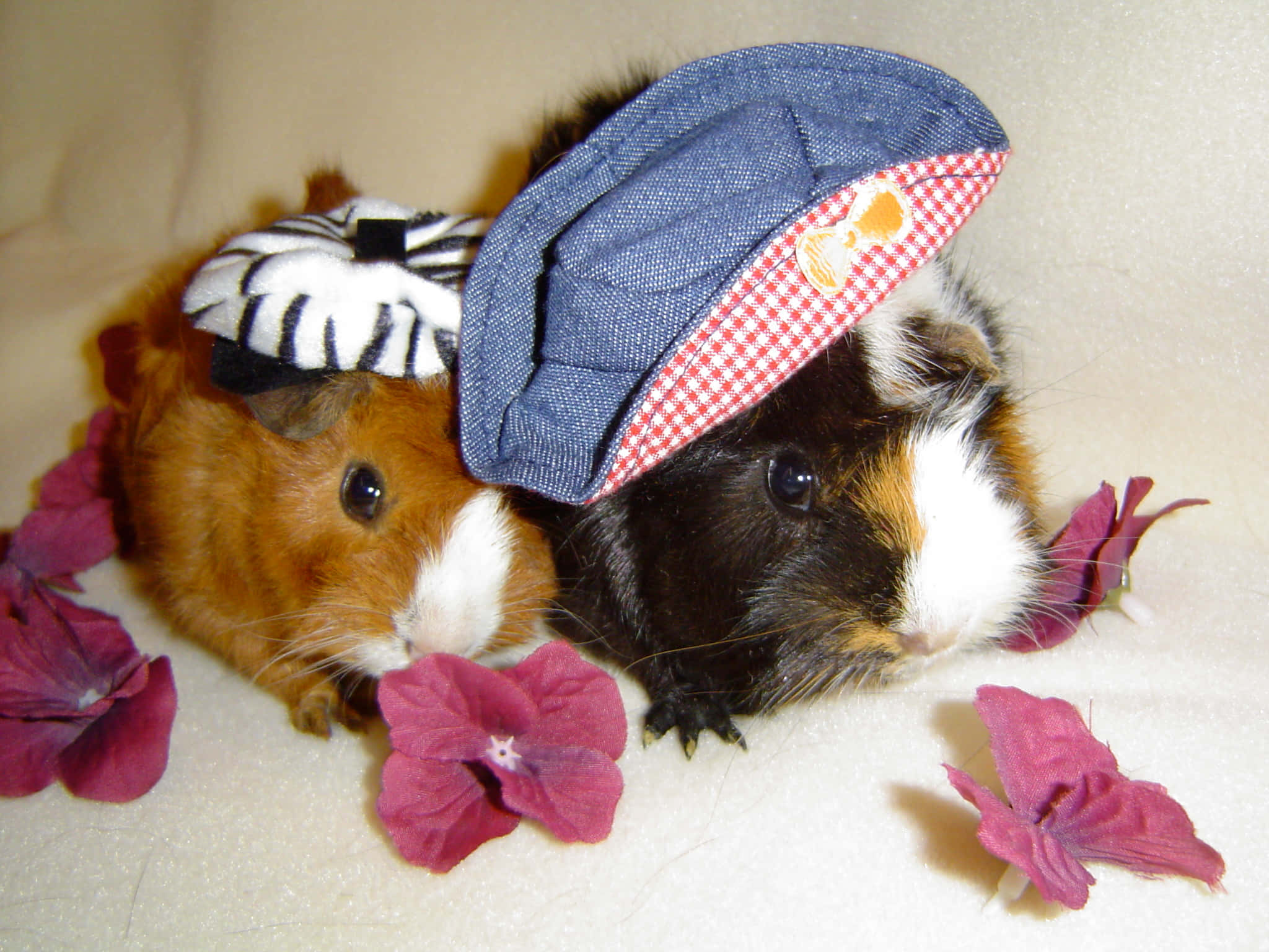 guinea pig 桌布 壁紙 — 兩隻戴著小帽子的天竺鼠在柔軟的白色表面上，於紫色花朵間休息。