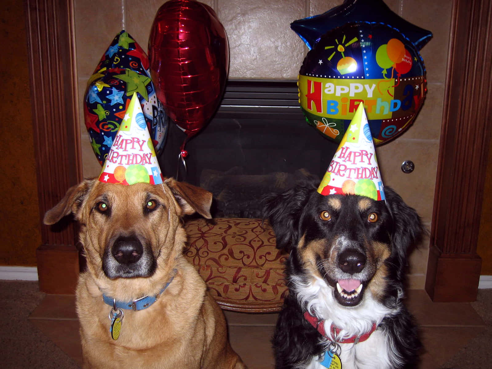 狗 桌布 壁紙 — 兩隻戴著生日帽的快樂狗狗坐在壁爐前，周圍有節日氣球。