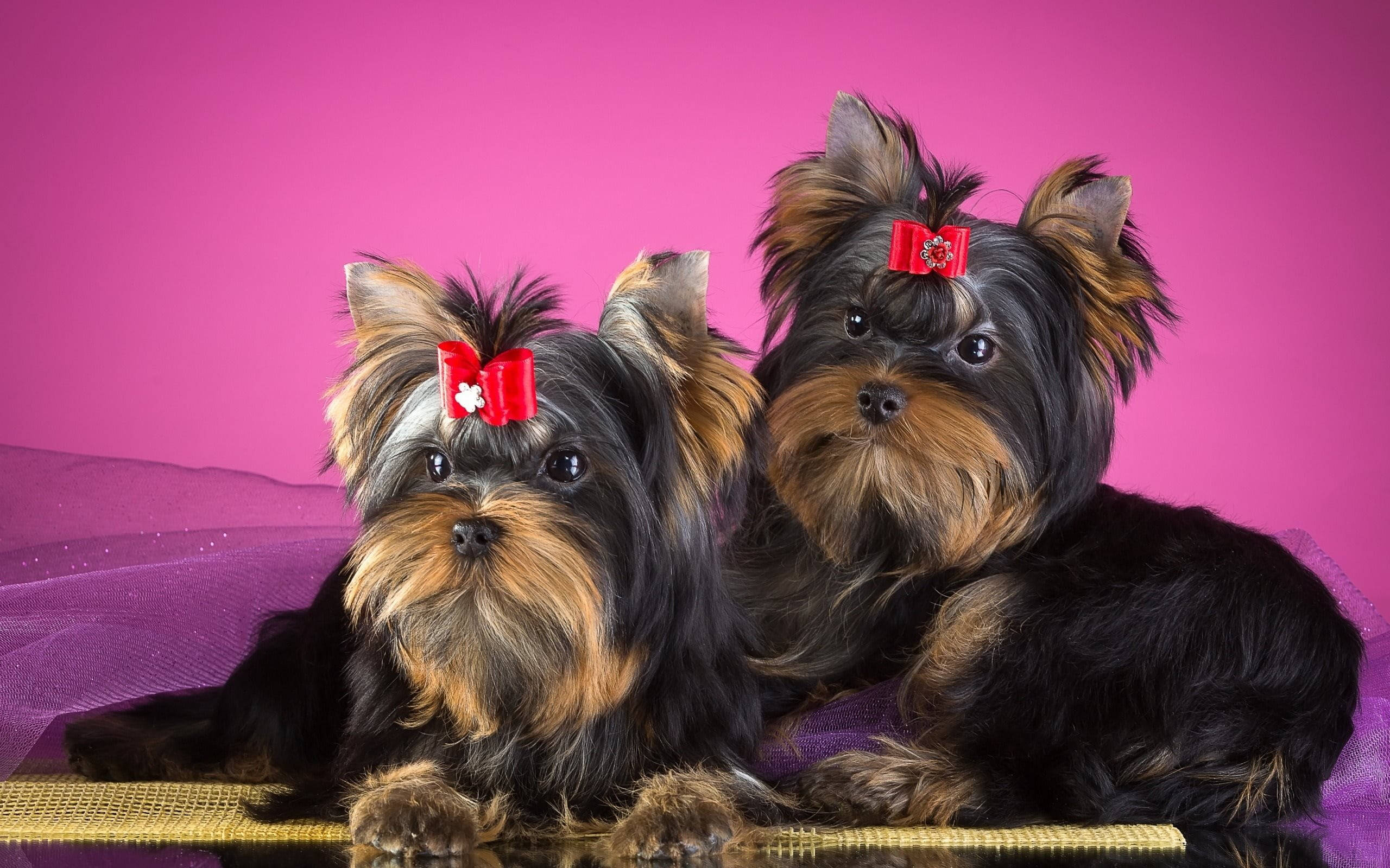 yorkie 桌布 壁紙 — 兩隻戴著紅色蝴蝶結的約克夏㹴，在鮮豔的粉紅色背景下，莊嚴地坐在金色墊子上。
