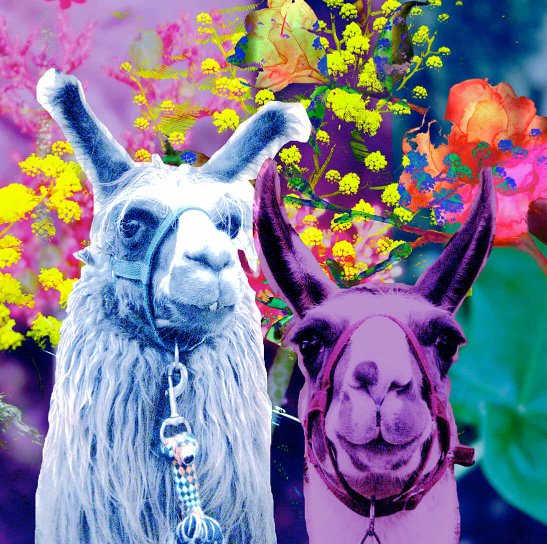 動物 桌布 壁紙 — 兩隻戴著韁繩項圈的羊駝站在色彩鮮豔的花朵和樹葉的超現實爆炸中。