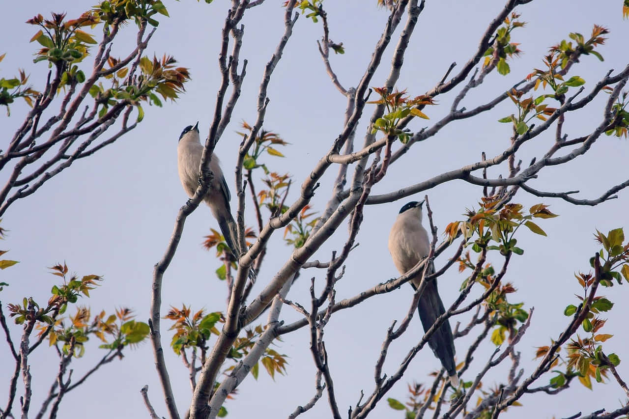 Magpies And Crows 桌布 壁紙 — 兩隻戴著黑色帽子、尾巴長長的鳥兒，棲息在光禿禿的樹枝上，樹枝上點綴著新鮮的綠色和橙色葉子，背景是蒼白的天空。
