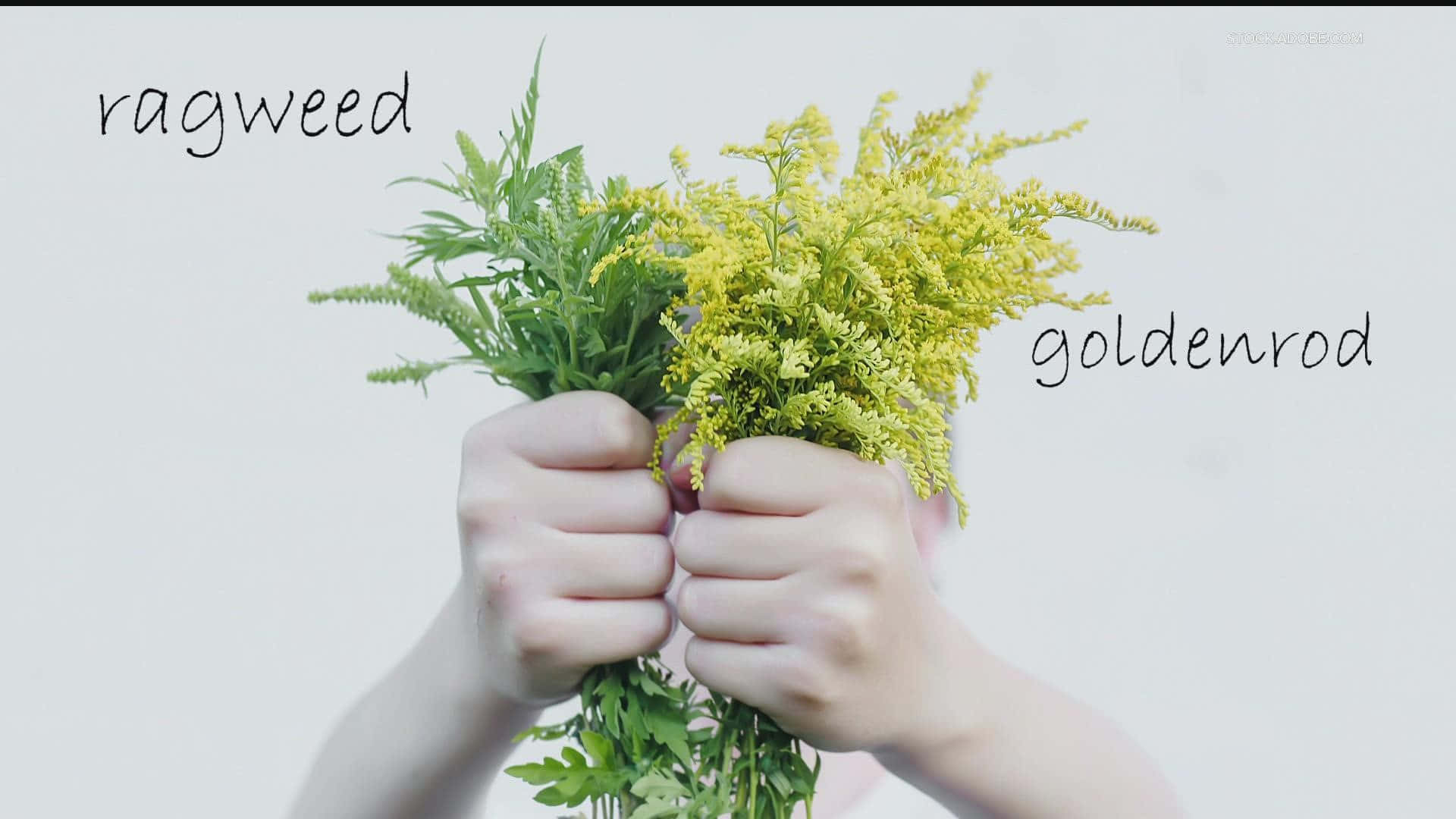 Plant 桌布 壁紙 — 兩隻手拿著一束豚草和一枝黃花，背景為純白色，帶有標籤。
