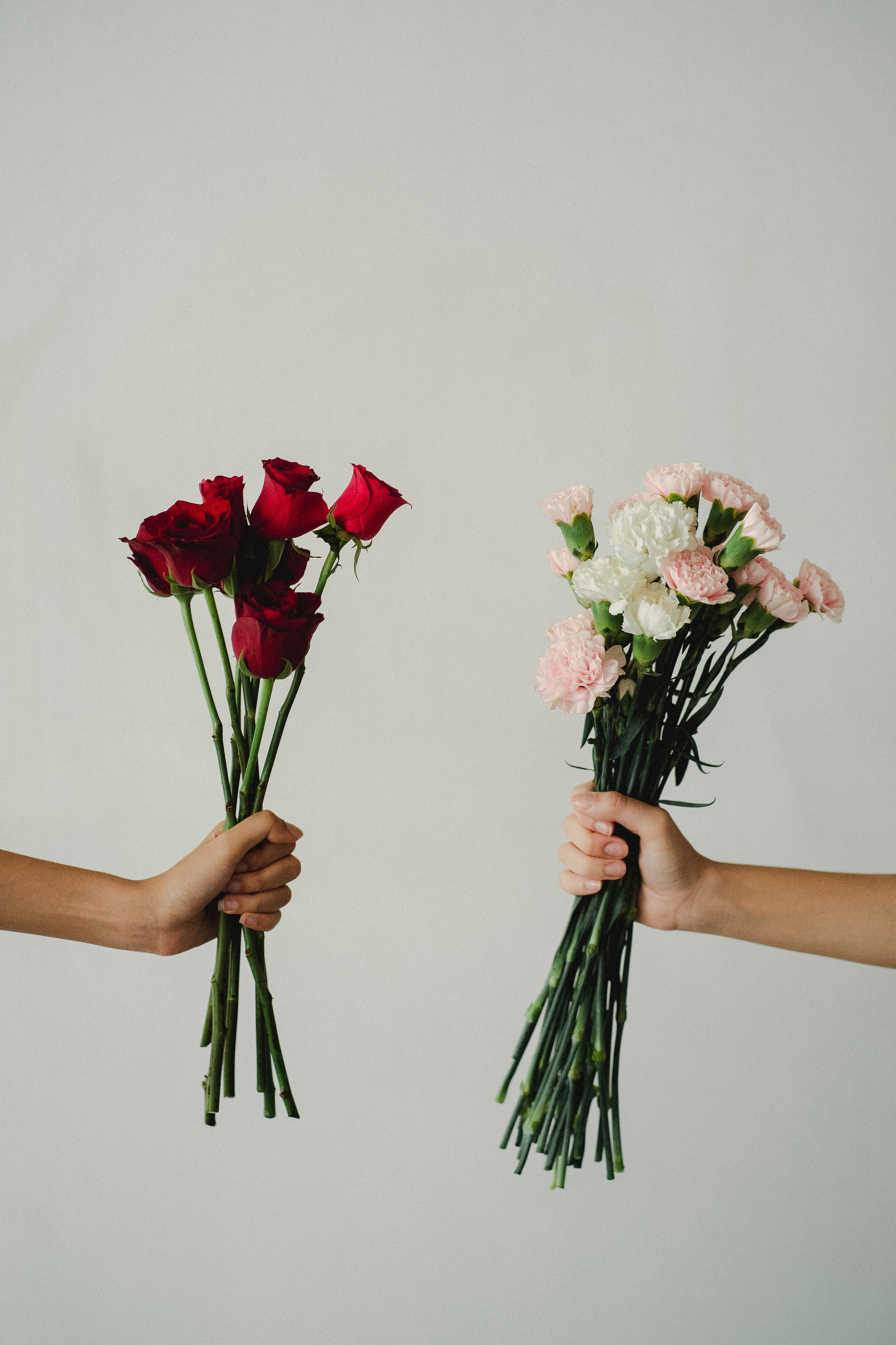 Rose Flower 桌布 壁紙 — 兩隻手拿著對比鮮明的花束，紅玫瑰和粉白康乃馨，背景是純淺灰色。