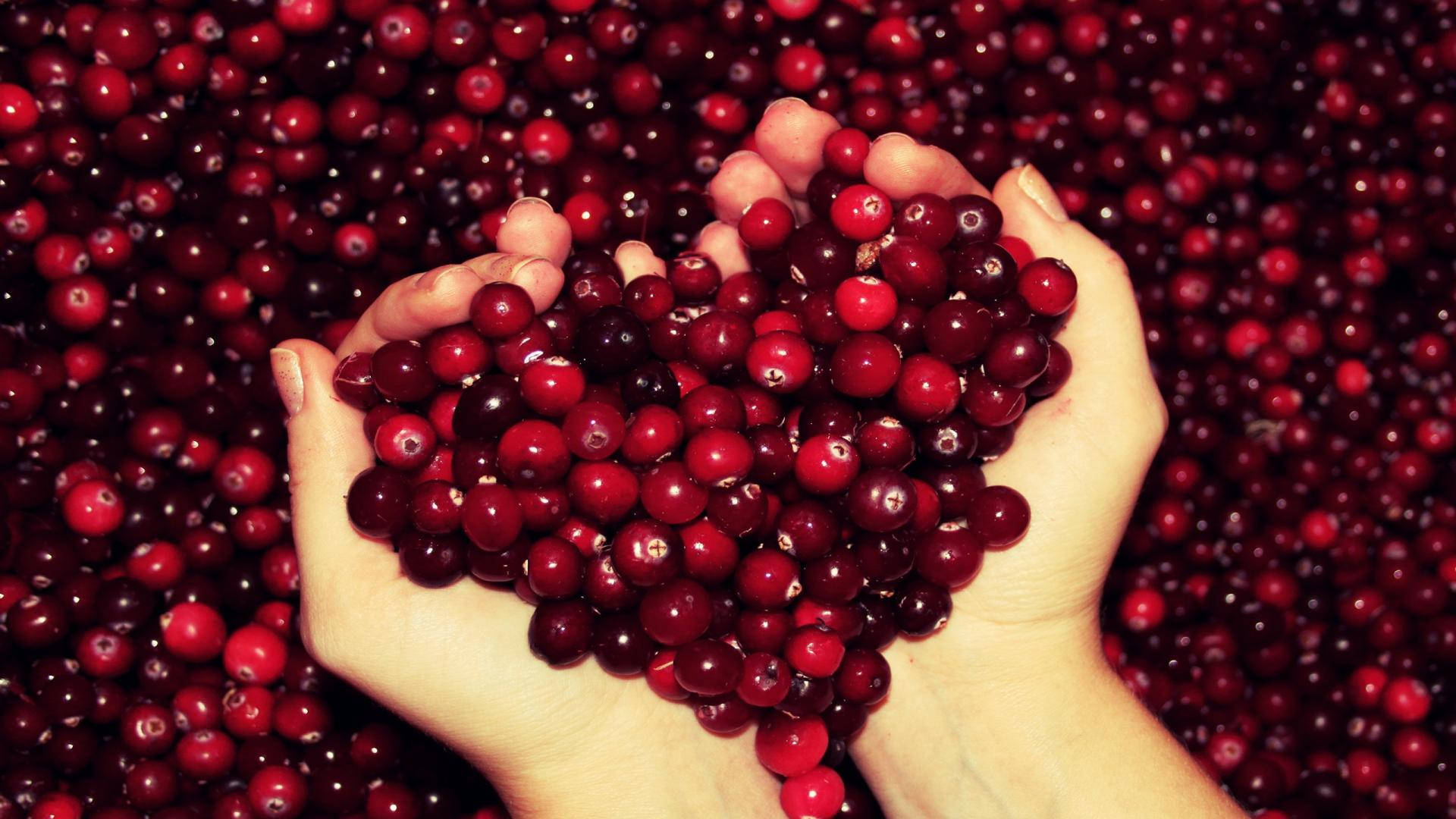 Fruit 桌布 壁紙 — 兩隻手捧著一個由光澤紅色蔓越莓組成的心形堆，周圍是無數相同的莓果。